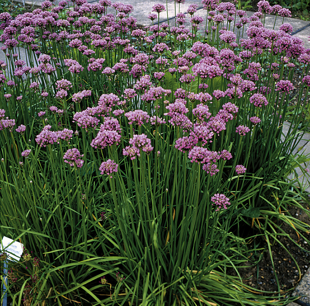 9376_allium_angulosum_ZK_001.jpg