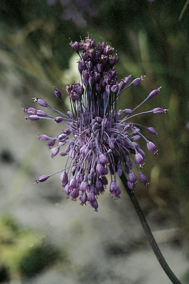 9378_allium_carinatum_ssp_pulchellum_ZK_002.jpg