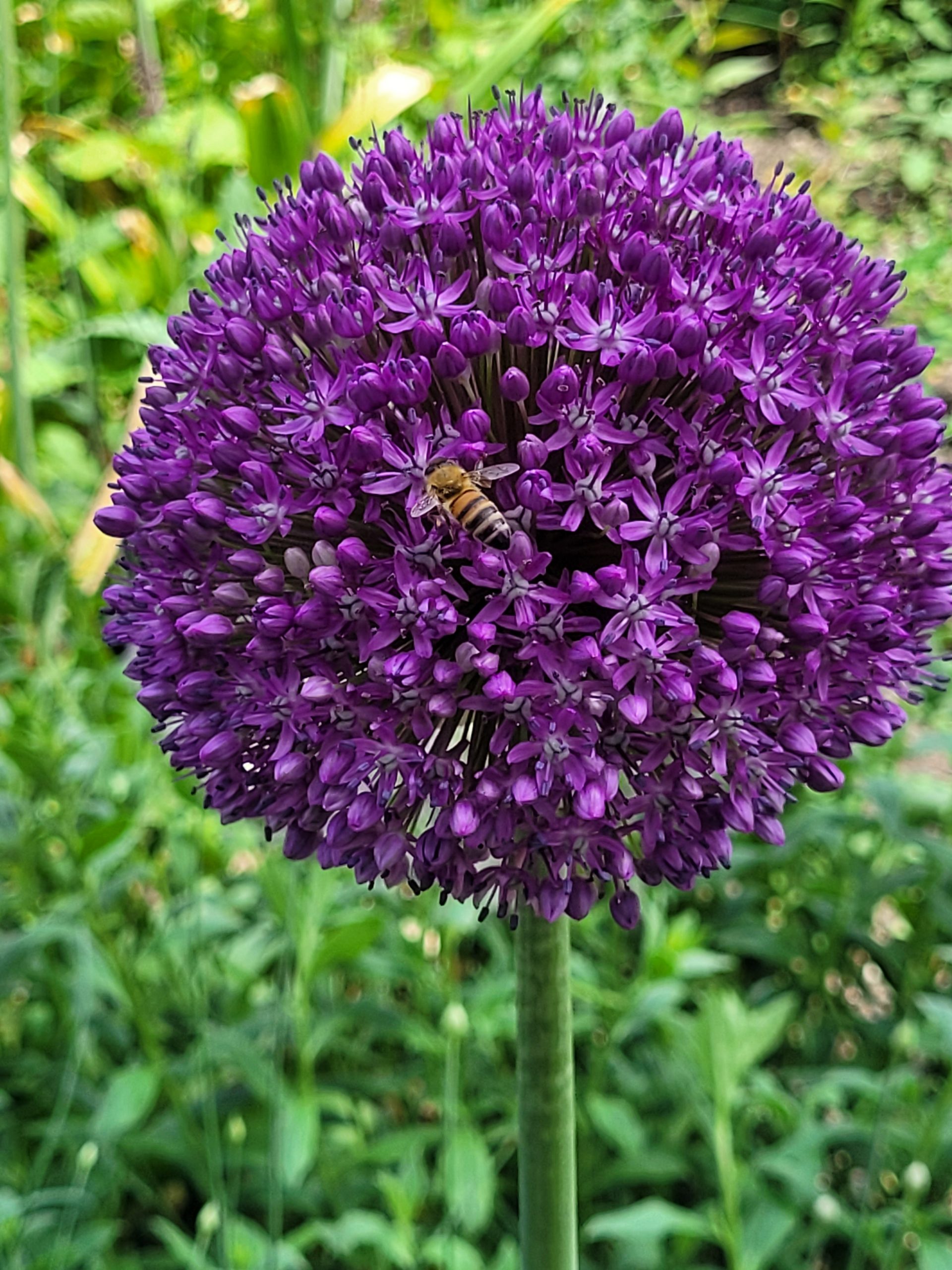 9379_allium_cultorum_dutchman_ZK_001.jpg