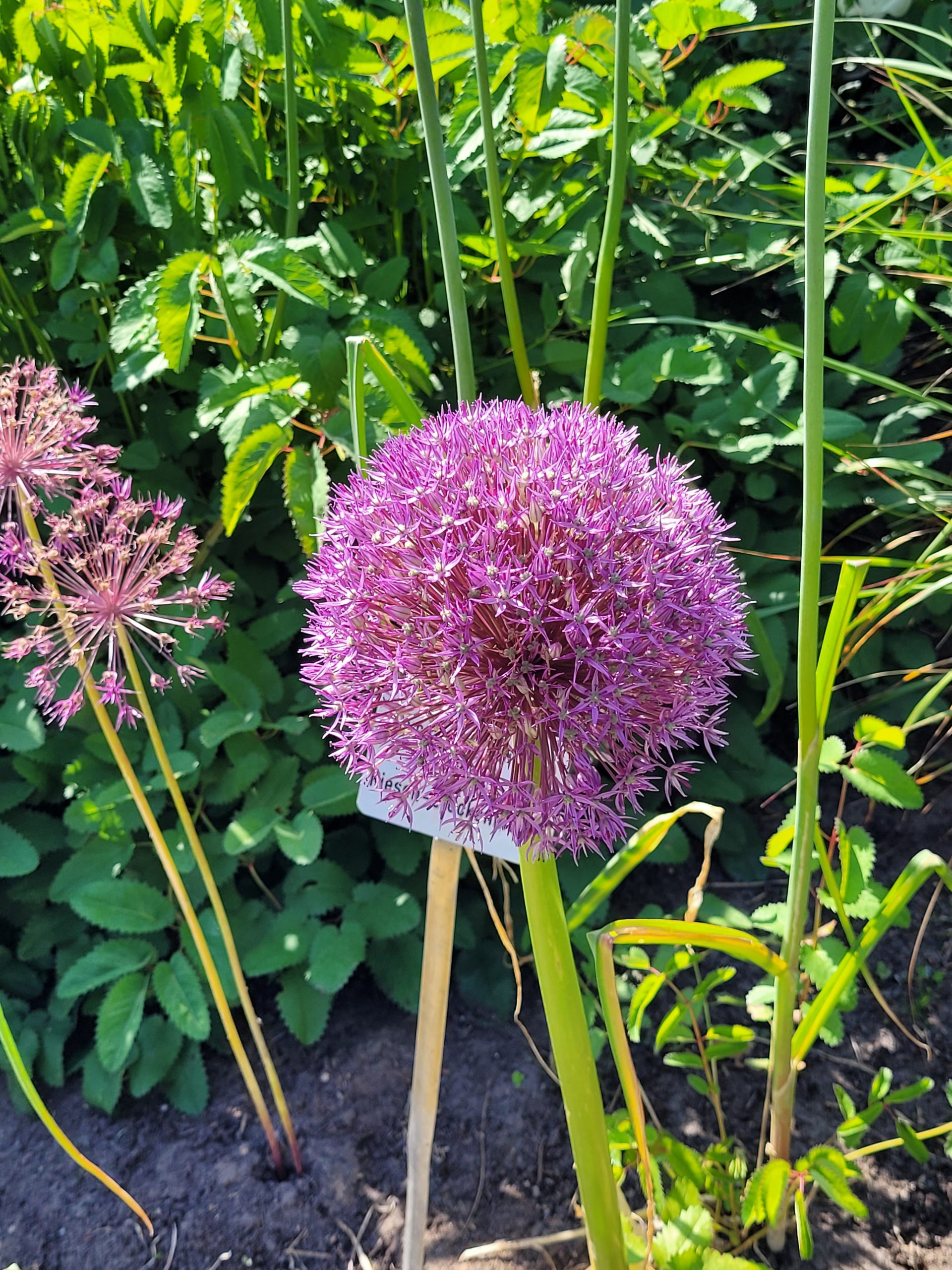 9381_allium_cultorum_purple_caila_ZK_001.jpg