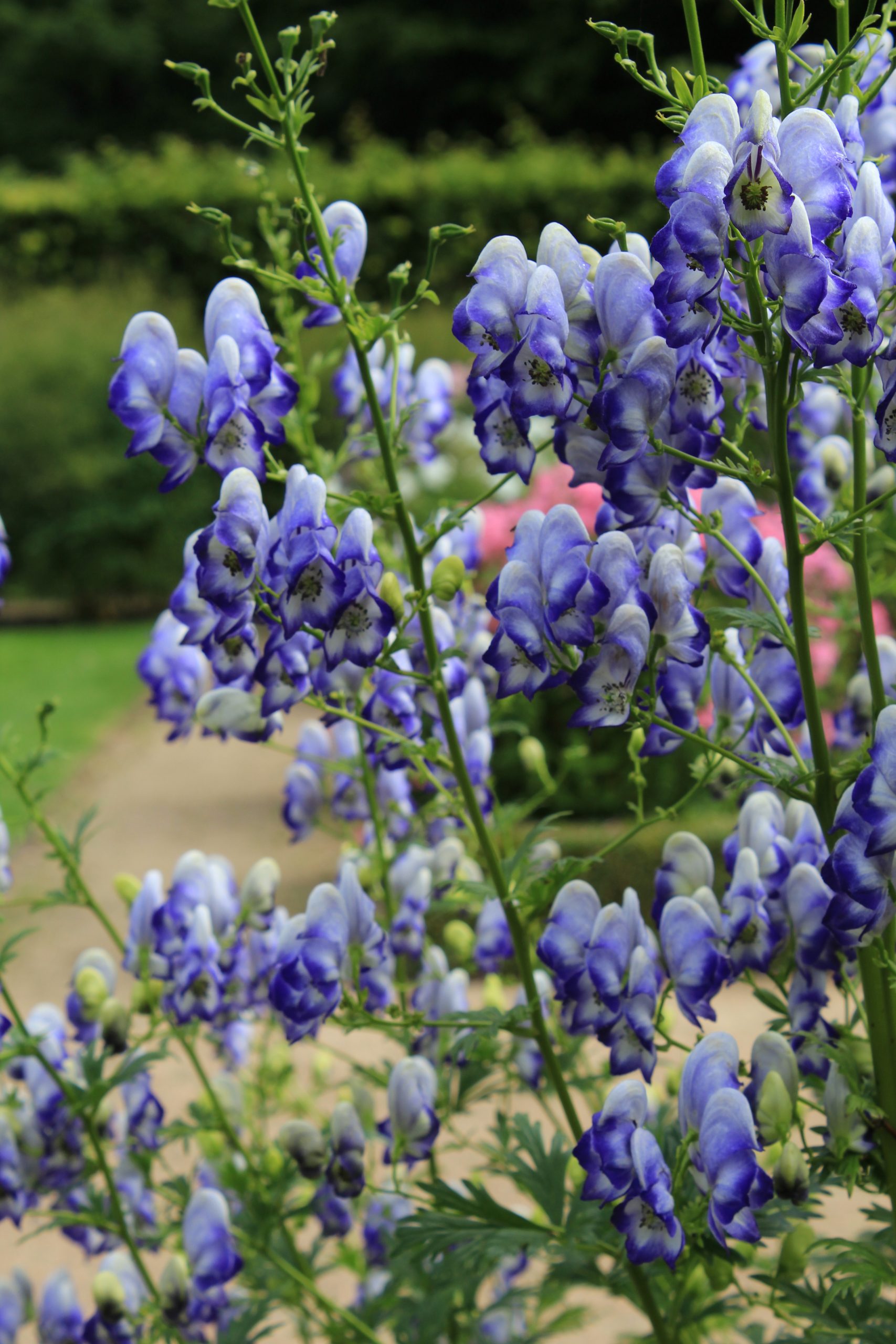 93_aconitum_cammarum_bicolor_SS_002.jpeg