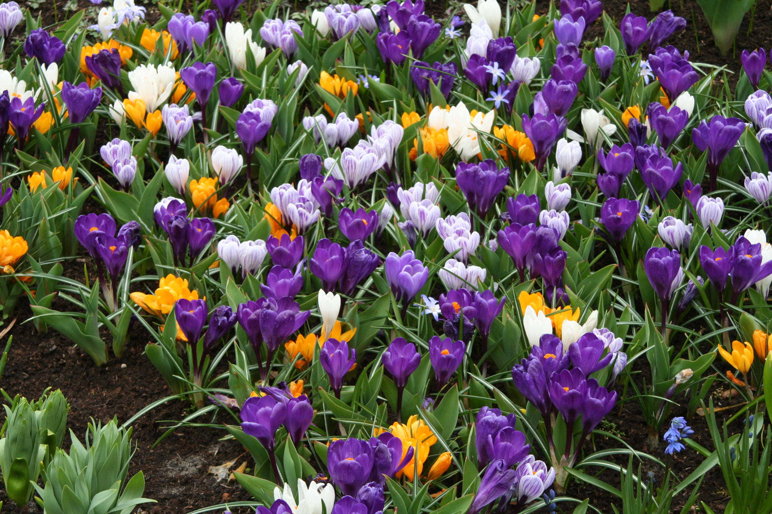 9405_crocus_cultorum_grossblumige_prachtmischung_ZK_001.jpg