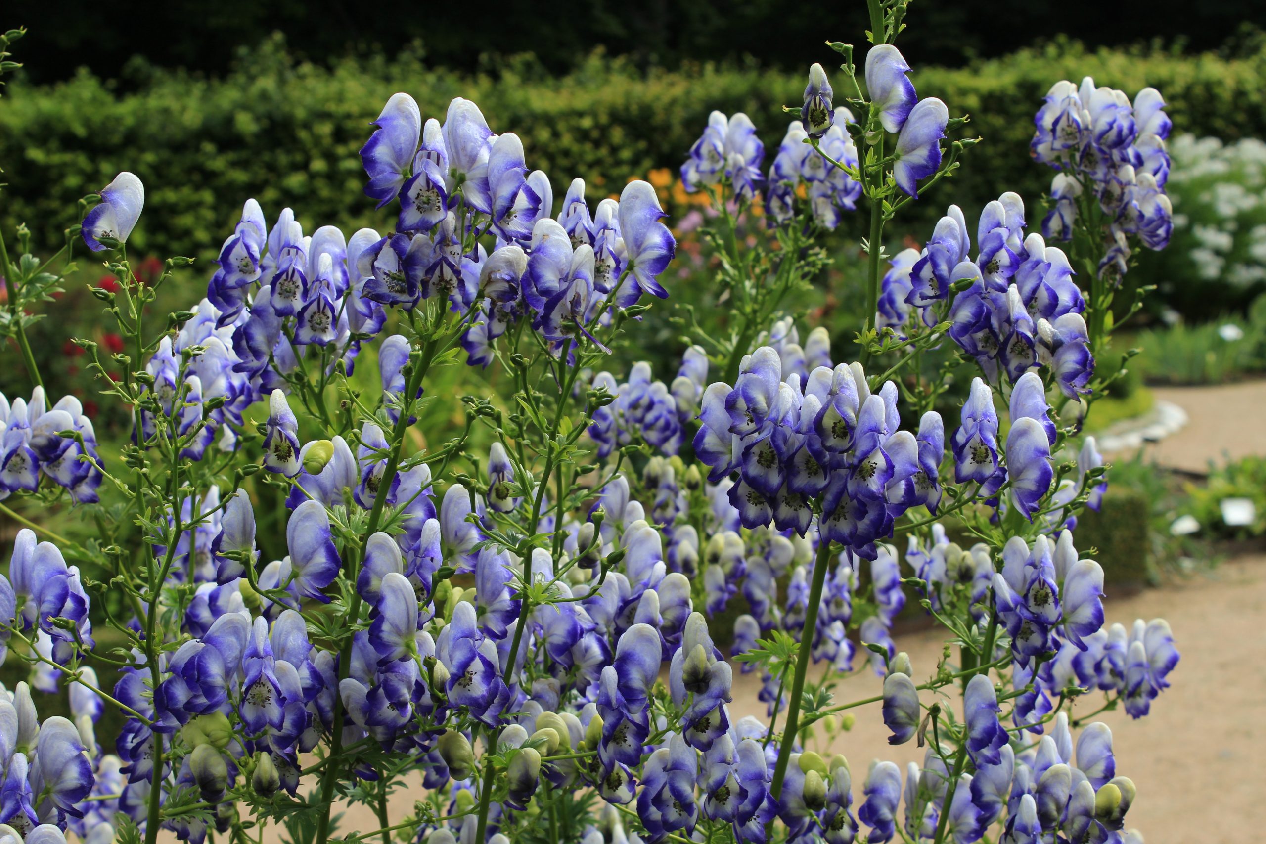 94_aconitum_cammarum_bicolor_SS_003.jpeg
