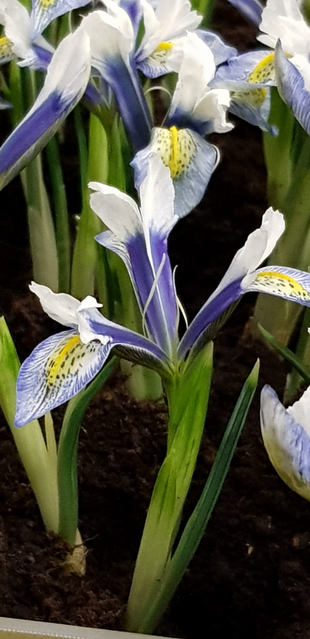 9508_iris_reticulata_sea_breeze_ZK_001.jpg