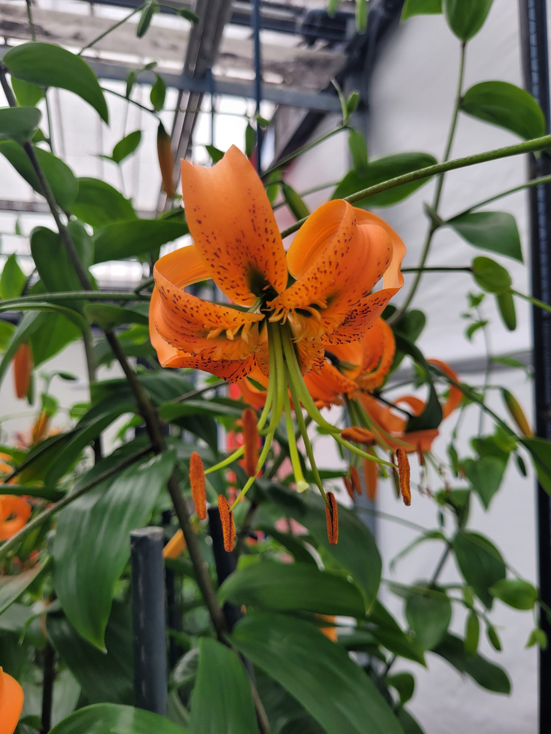 9509_lilium_henryi_ZK_002.jpg