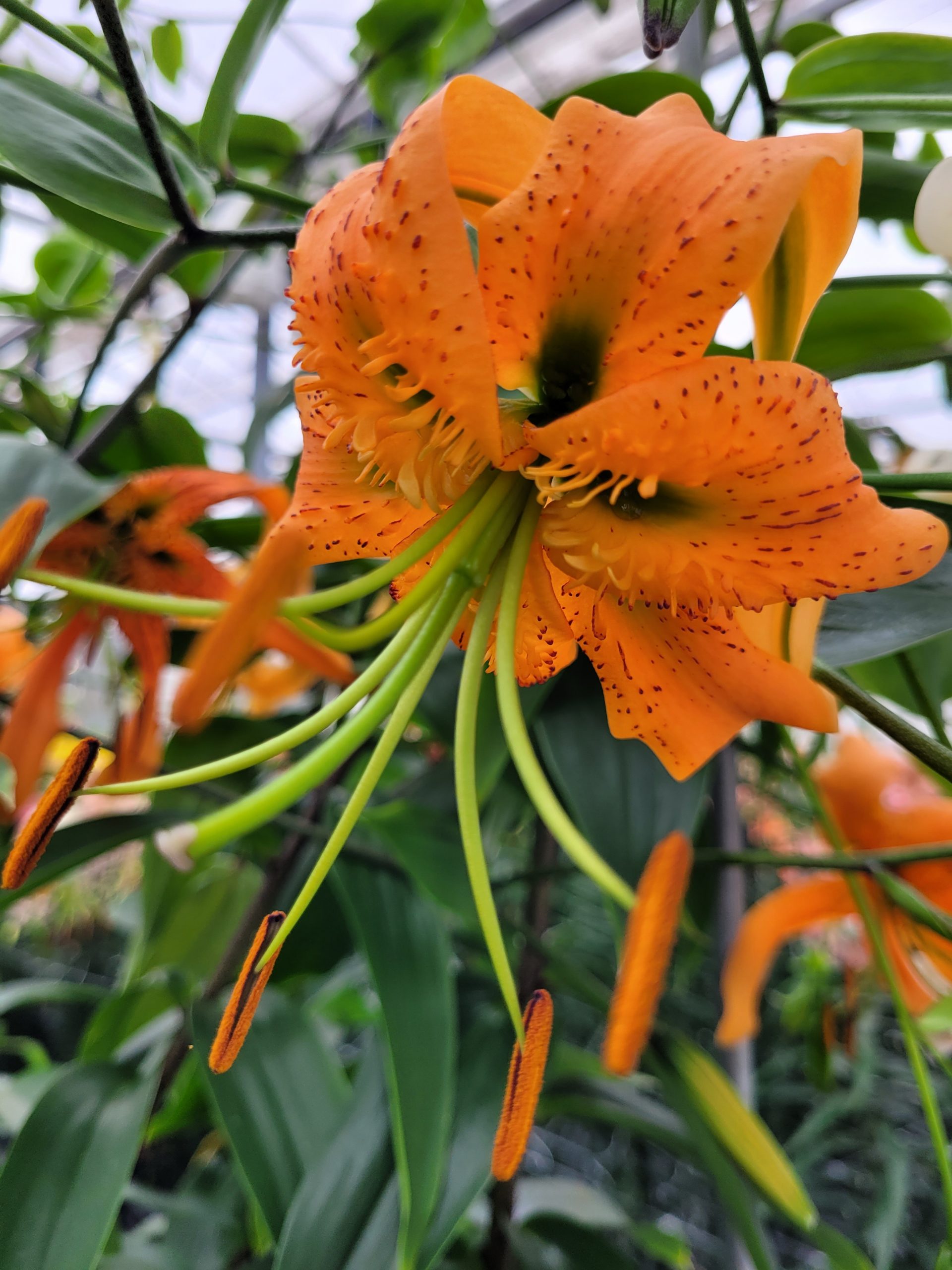 9510_lilium_henryi_ZK_003.jpg