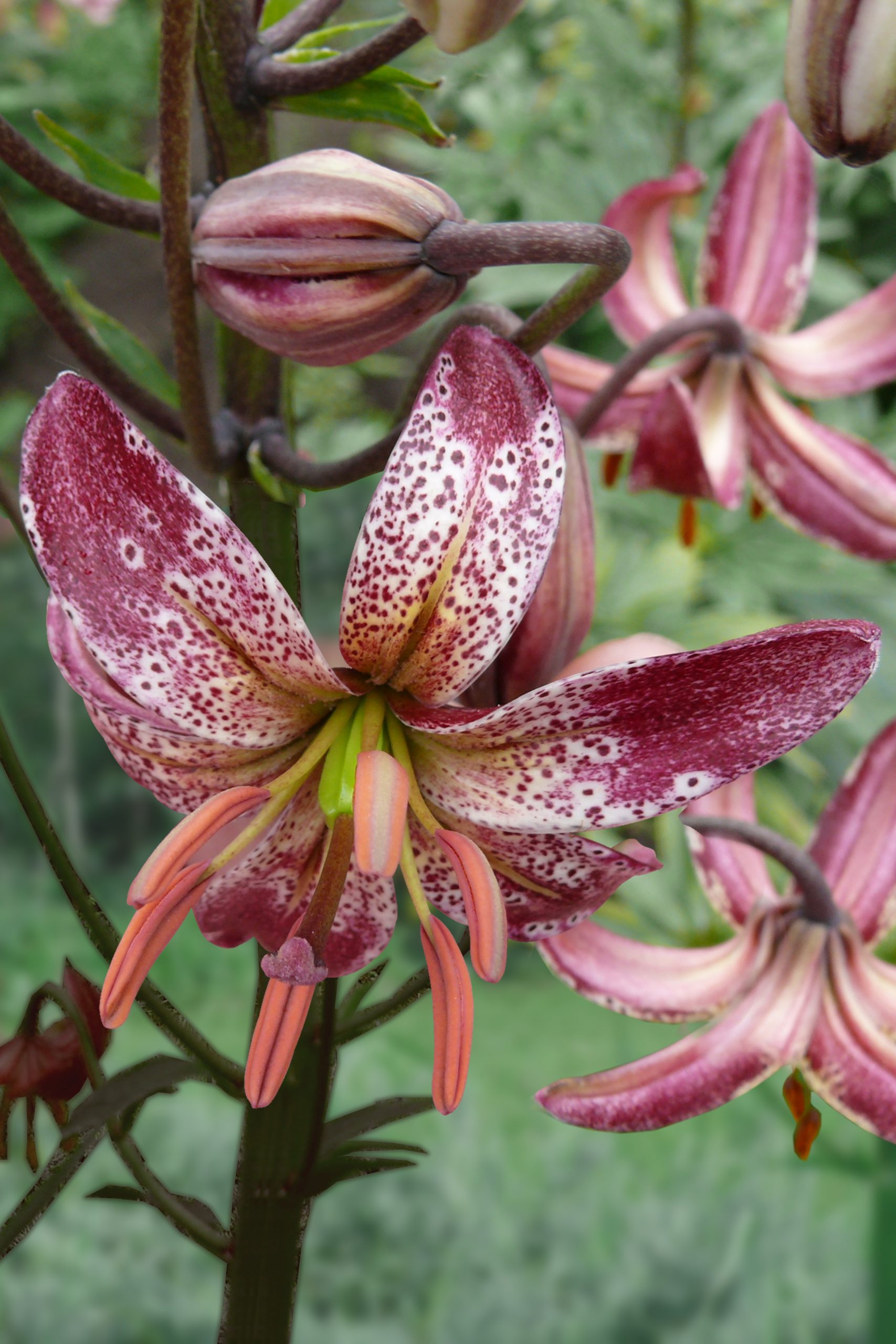 9511_lilium_cultorum_alberta_morning_ZK_001.jpg