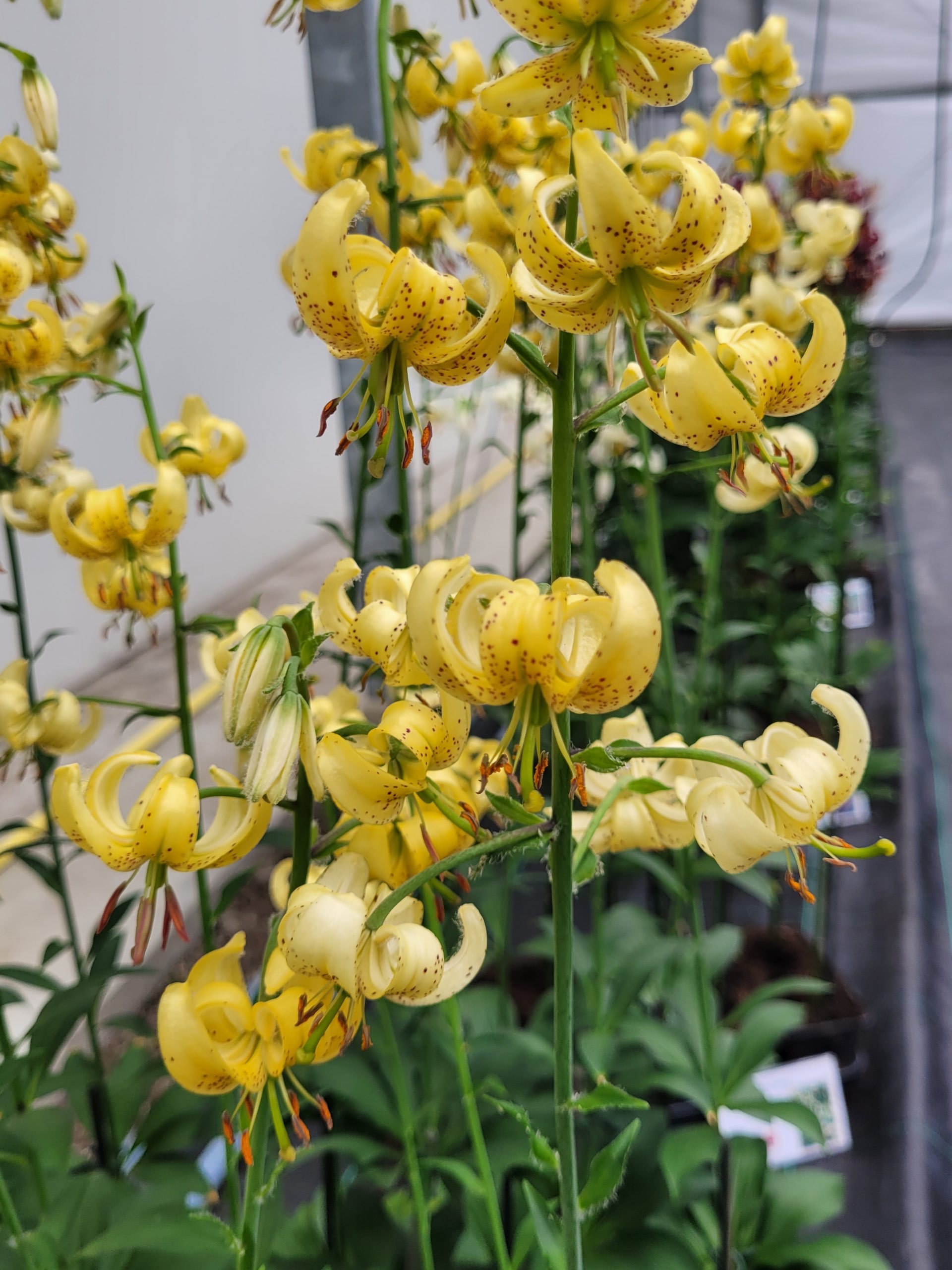 9518_lilium_cultorum_golden_morning_ZK_001.jpg