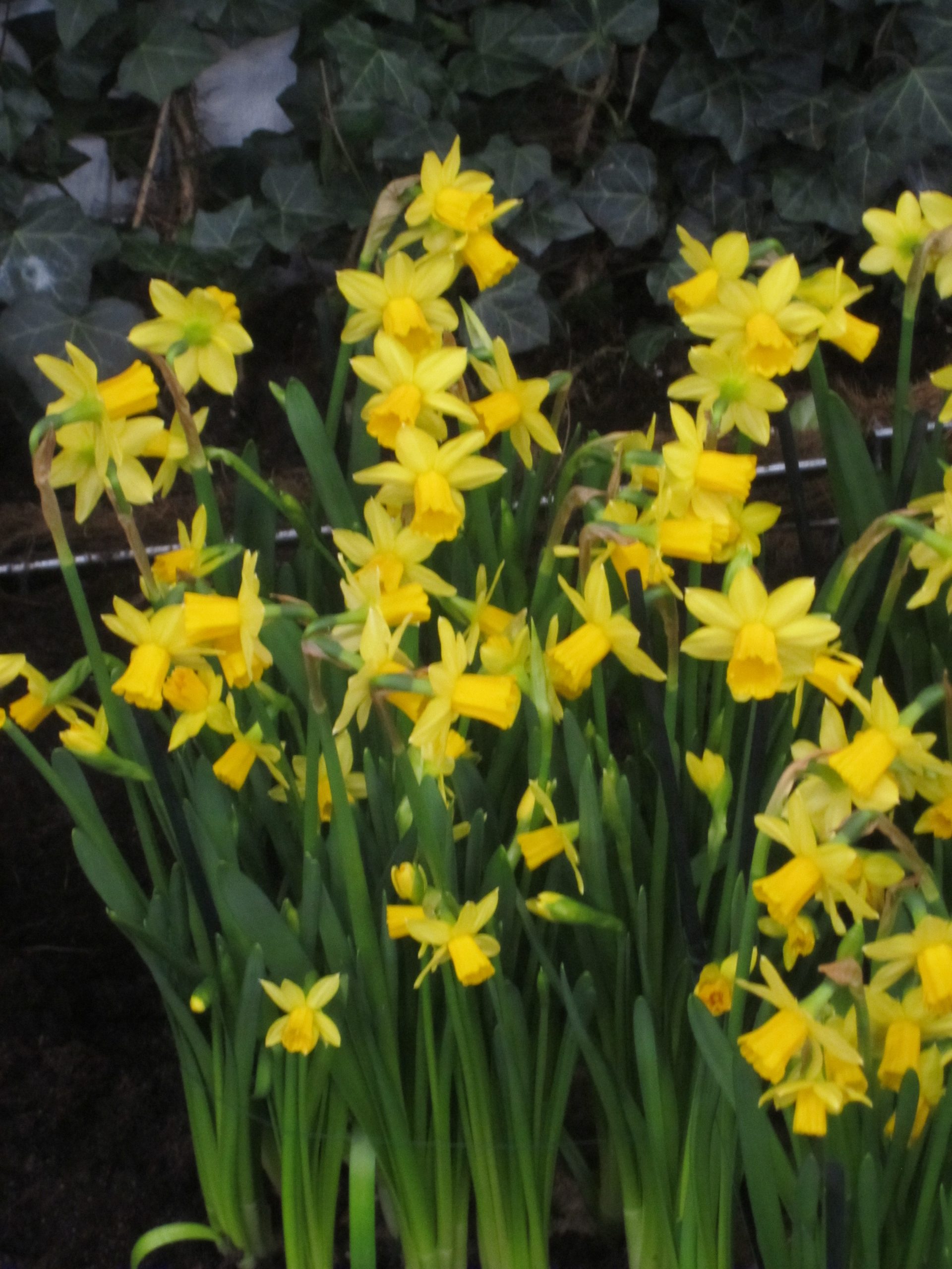 9540_narcissus_cyclamineus_tete_a_tete_ZK_001.jpg