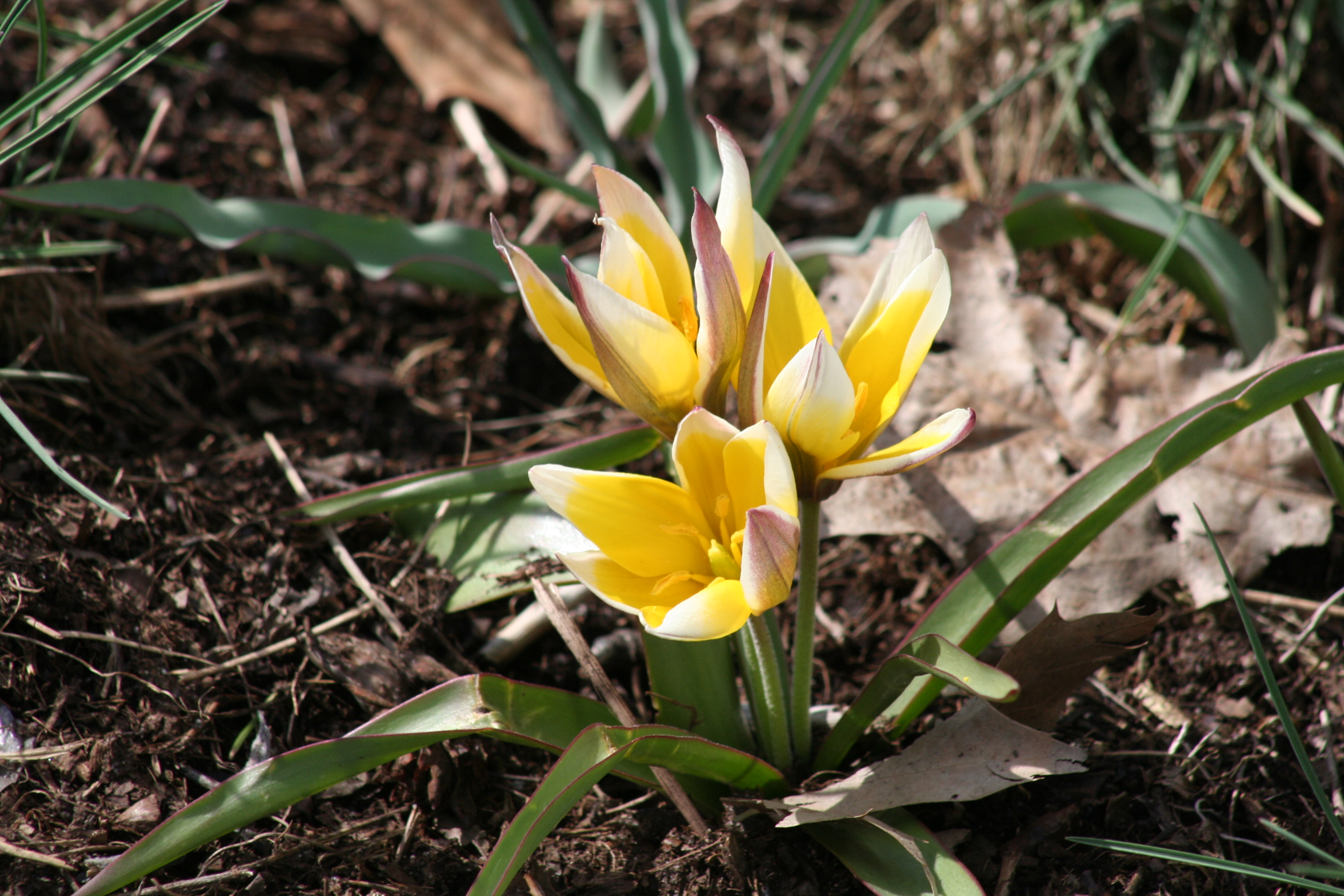 9545_tulipa_tarda_ZK_002.jpg