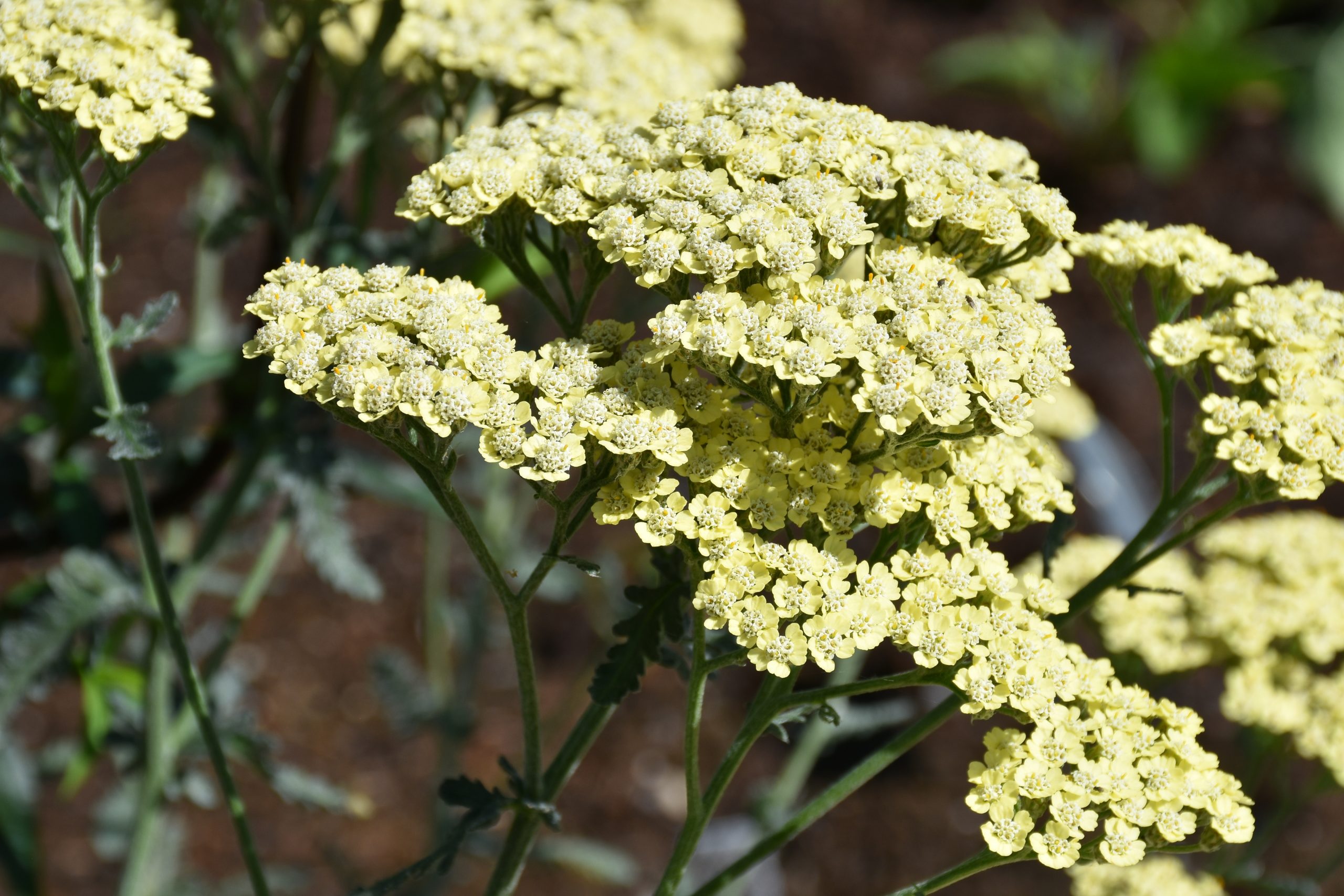 9553_achillea_clypeolata_anthea_XS_007.jpg