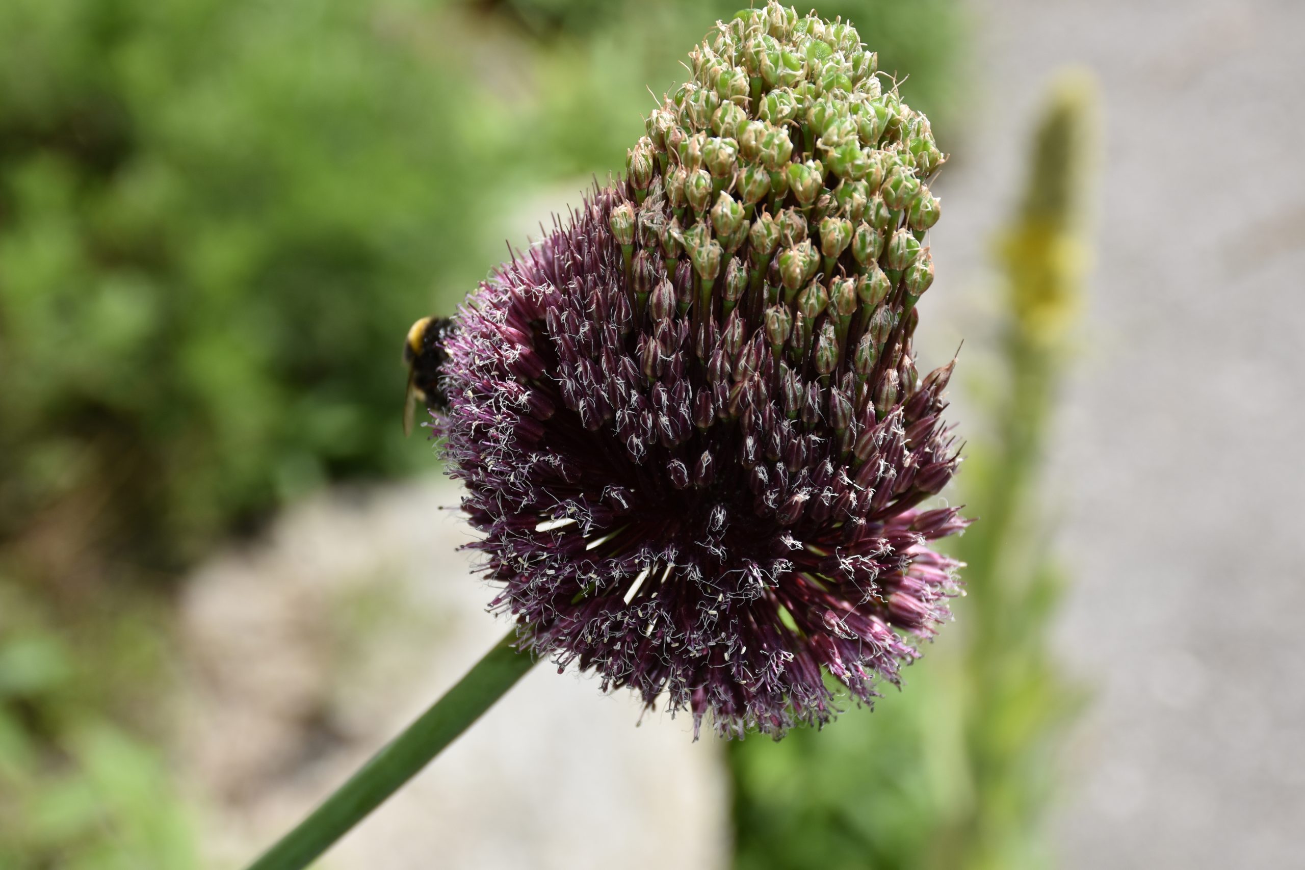 9556_allium_cultorum_forelock_XS_002.jpg