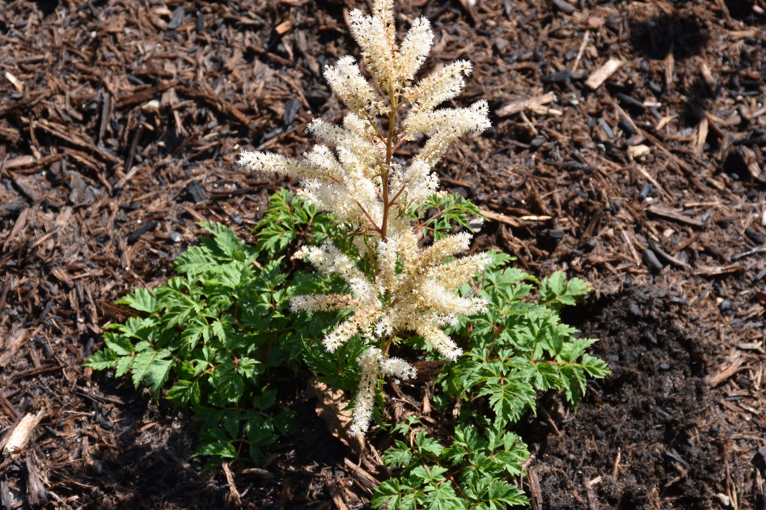 9557_aruncus_aethusifolius_opulenz_XS_004.jpg