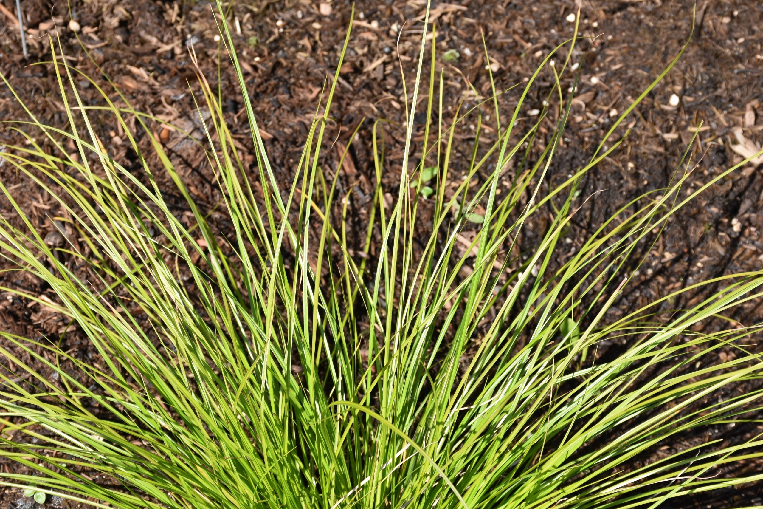 9565_carex_cultorum_kyoto_XS_002.jpg