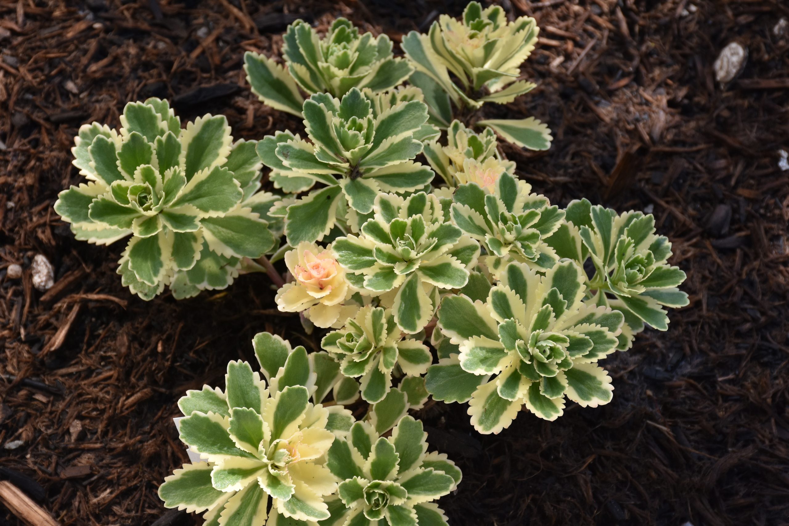 9581_sedum_takesimense_atlantis_XS_002.jpg