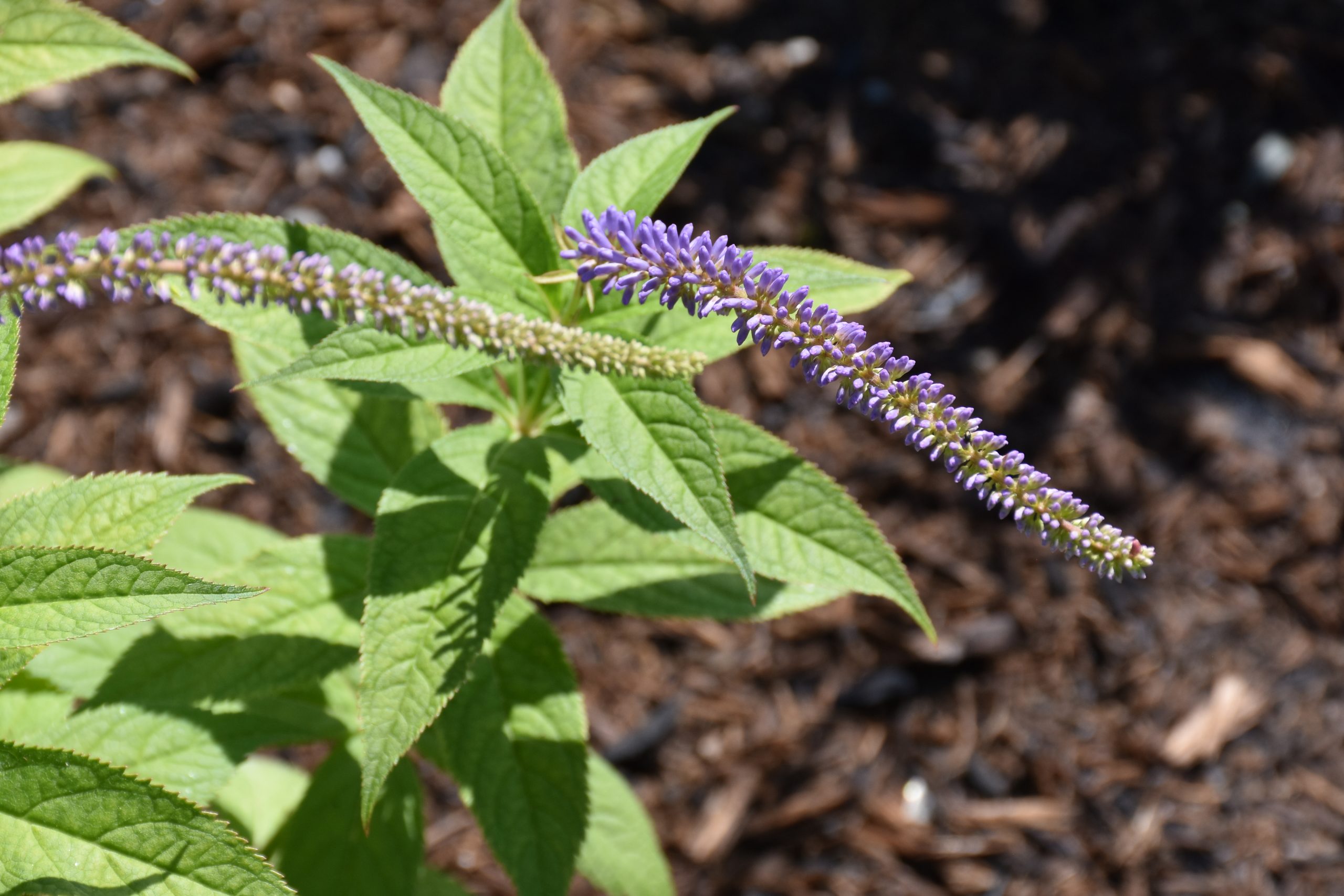 9589_veronicastrum_sibiricum_okamoto_XS_004.jpg