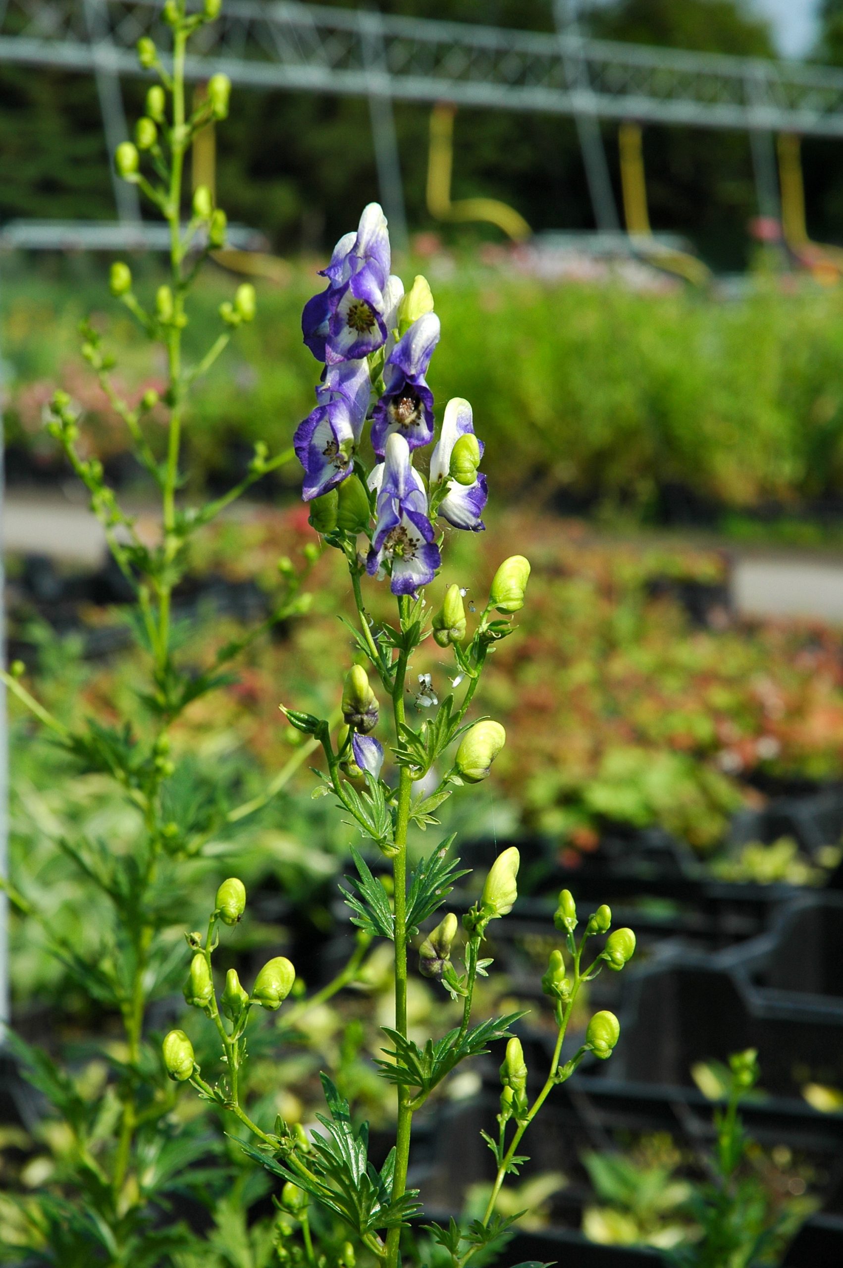 95_aconitum_cammarum_bicolor_XS_004.jpeg