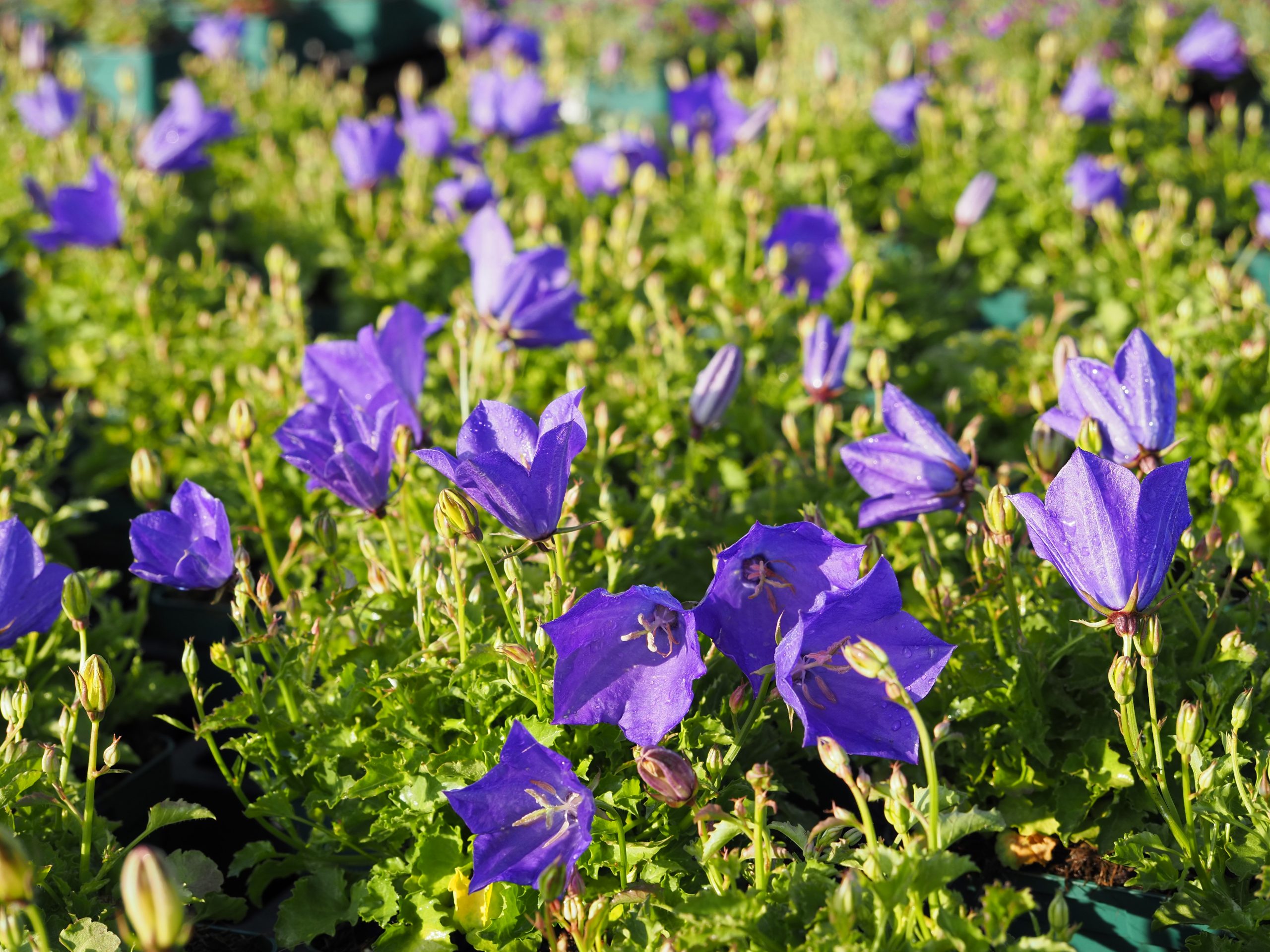 9611_campanula_carpatica_blaue_clips_BG_005.jpg