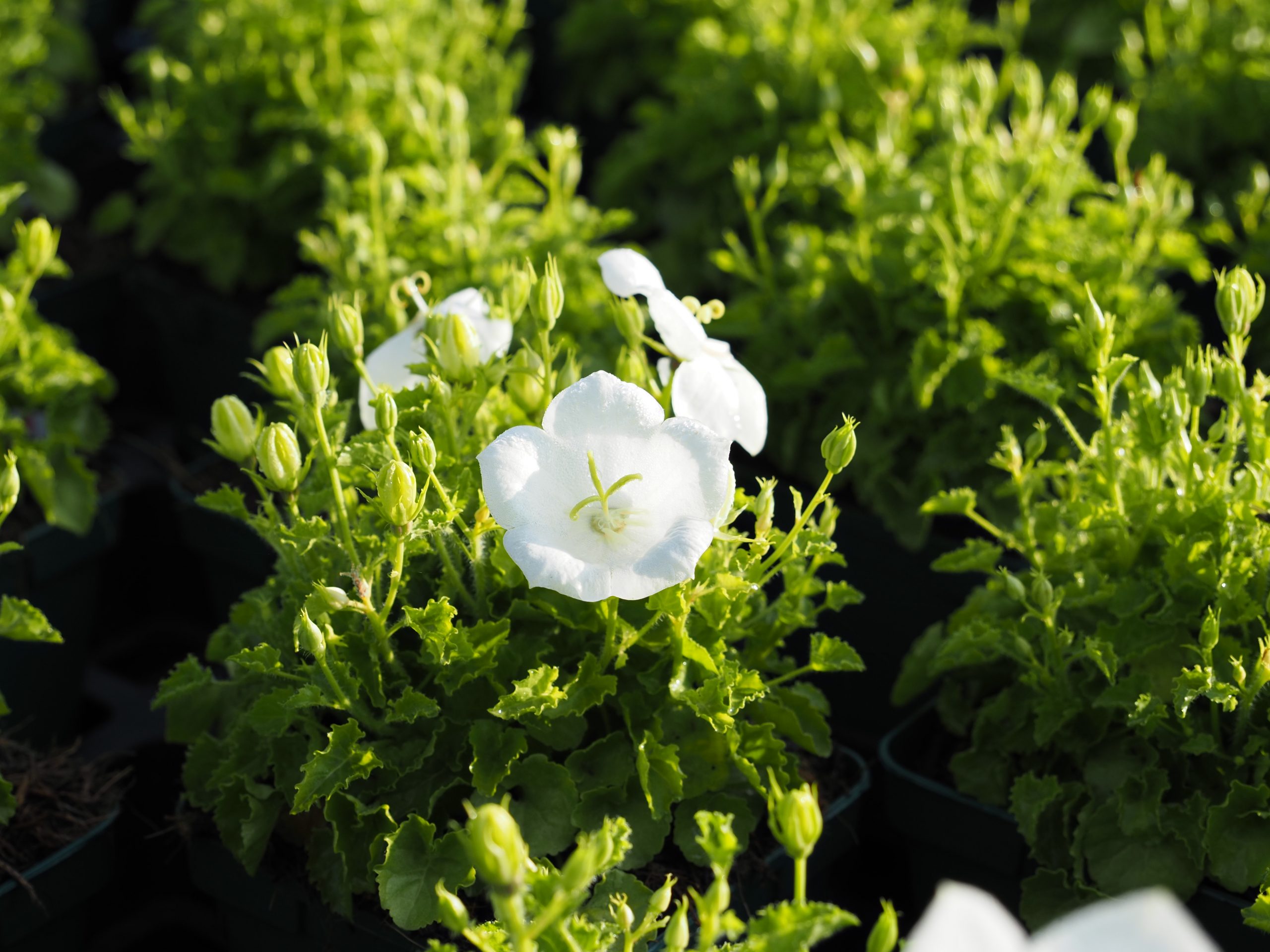 9612_campanula_carpatica_weisse_clips_BG_003.jpg