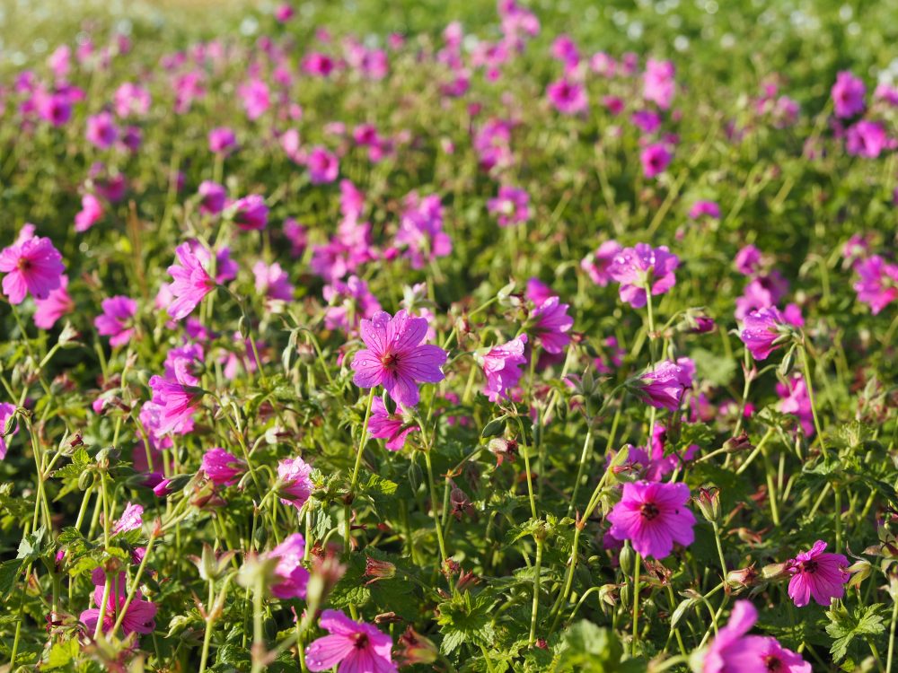 Geranium x cult. 'Elworthy Eyecatcher'