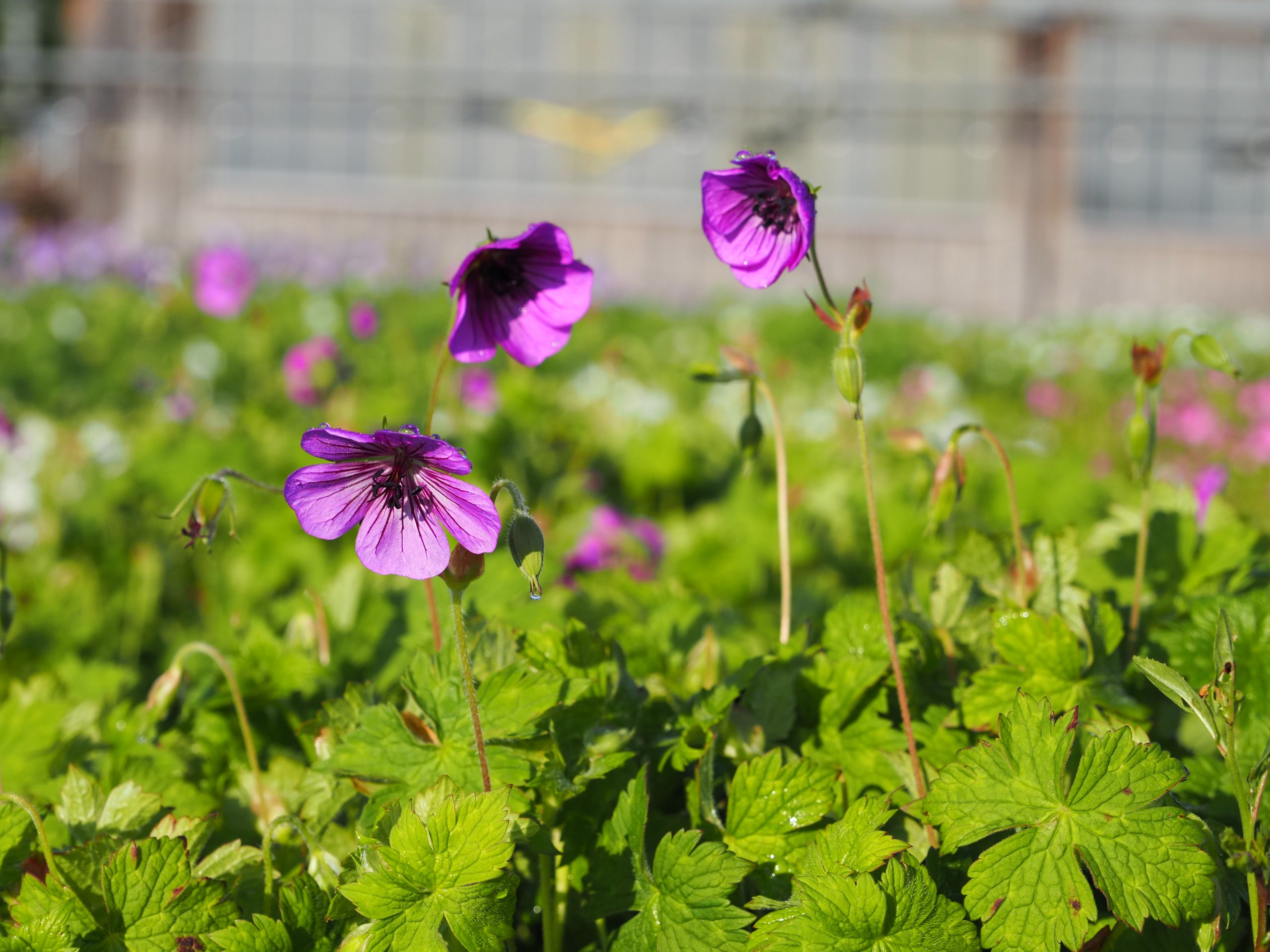 9616_geranium_wallichianum_pink_penny_BG_003.jpg