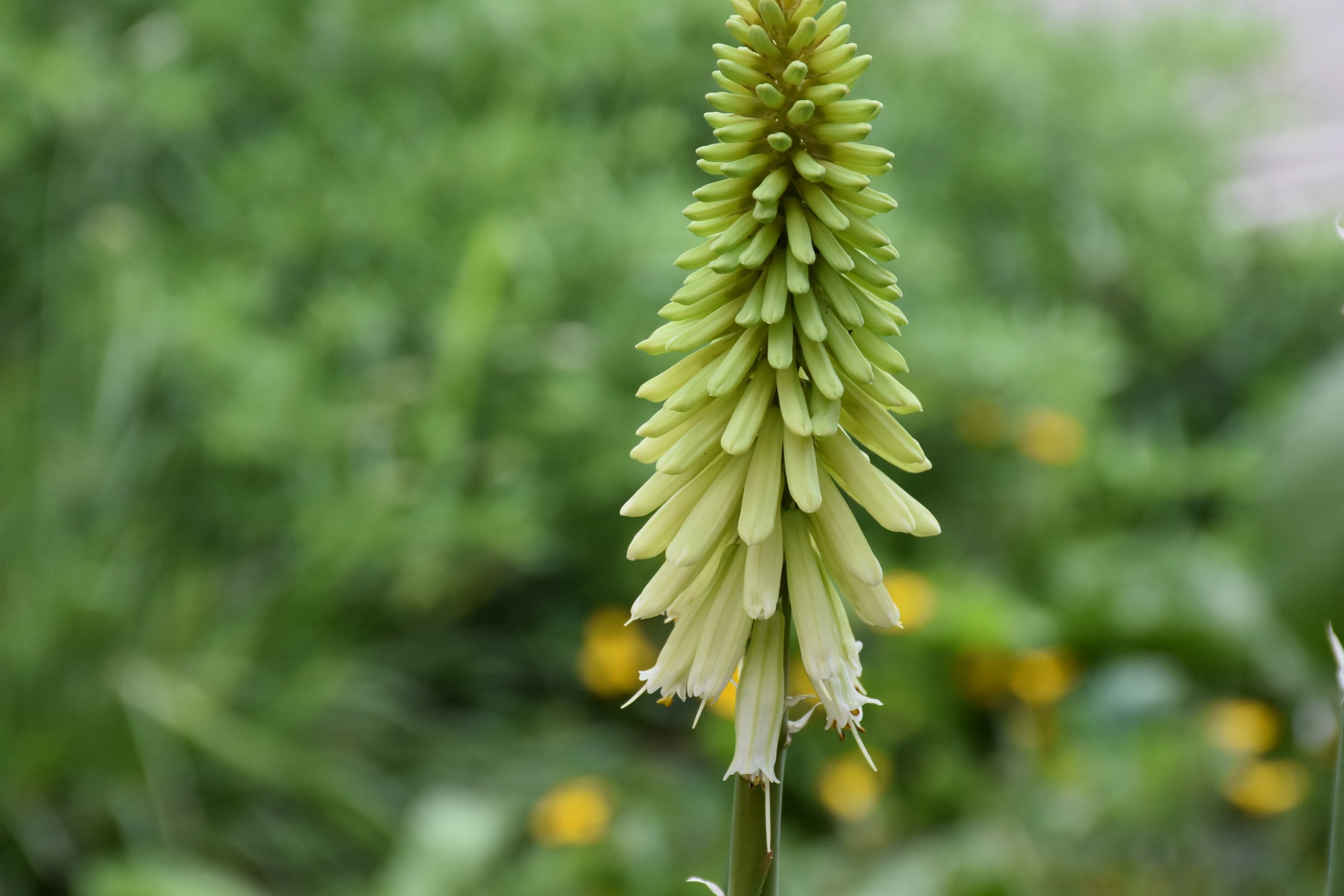 9642_kniphofia_uvaria_ice_queen_XS_003.jpg