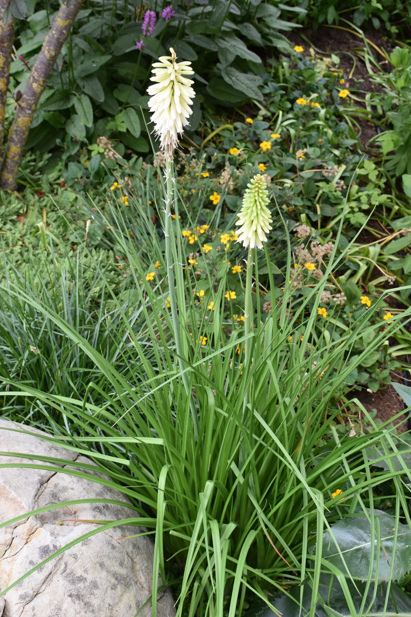 9643_kniphofia_uvaria_ice_queen_XS_004.jpg