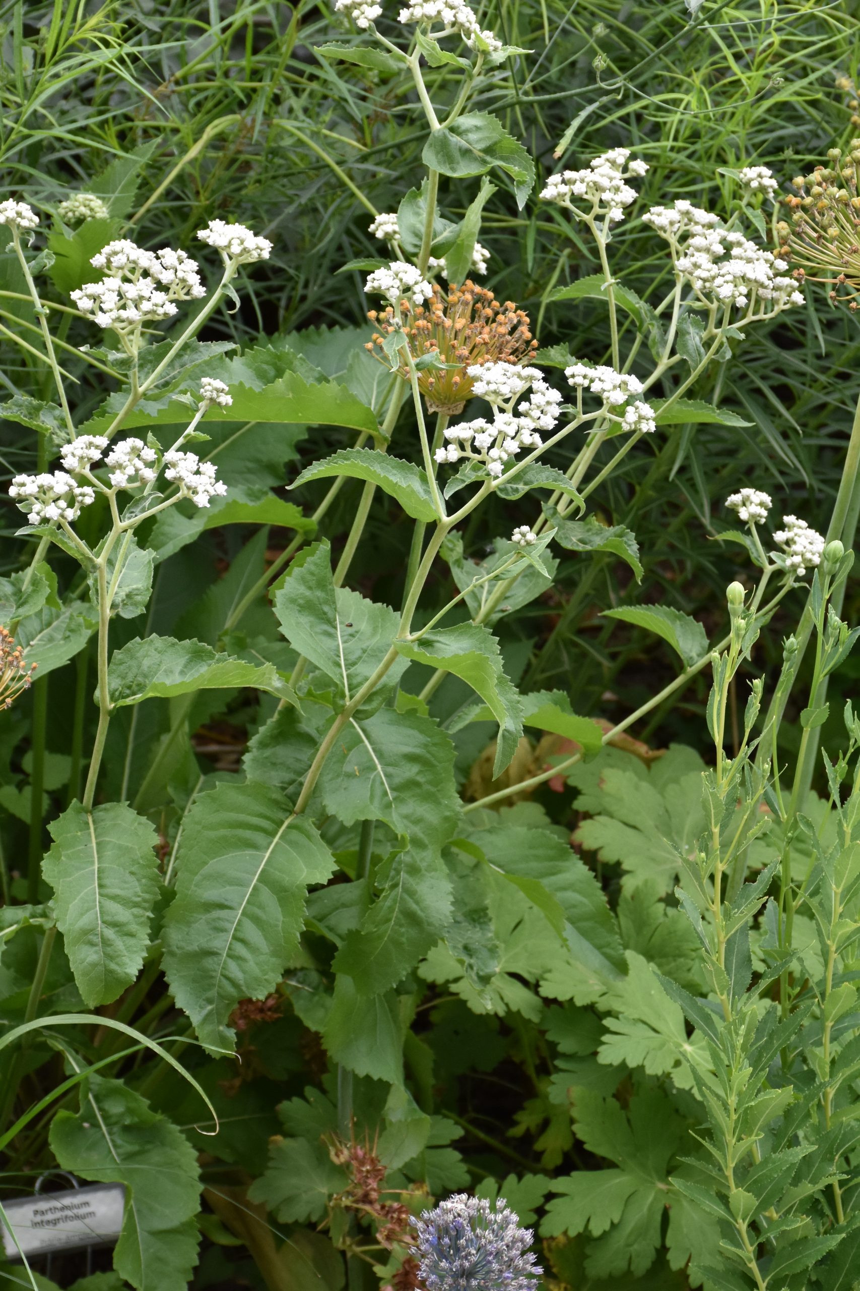 9648_parthenium_integrifolium_XS_003.jpg