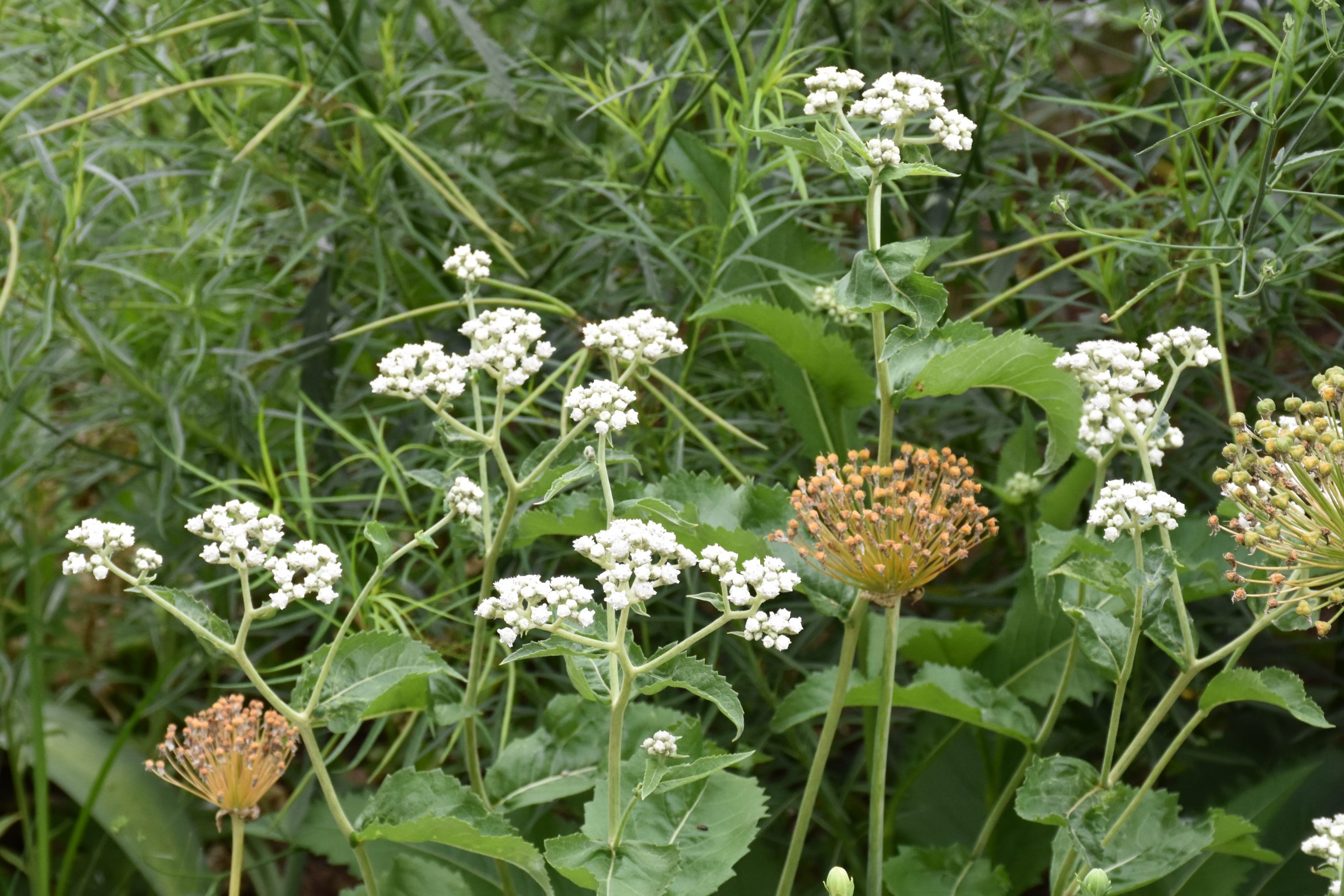 9649_parthenium_integrifolium_XS_004.jpg