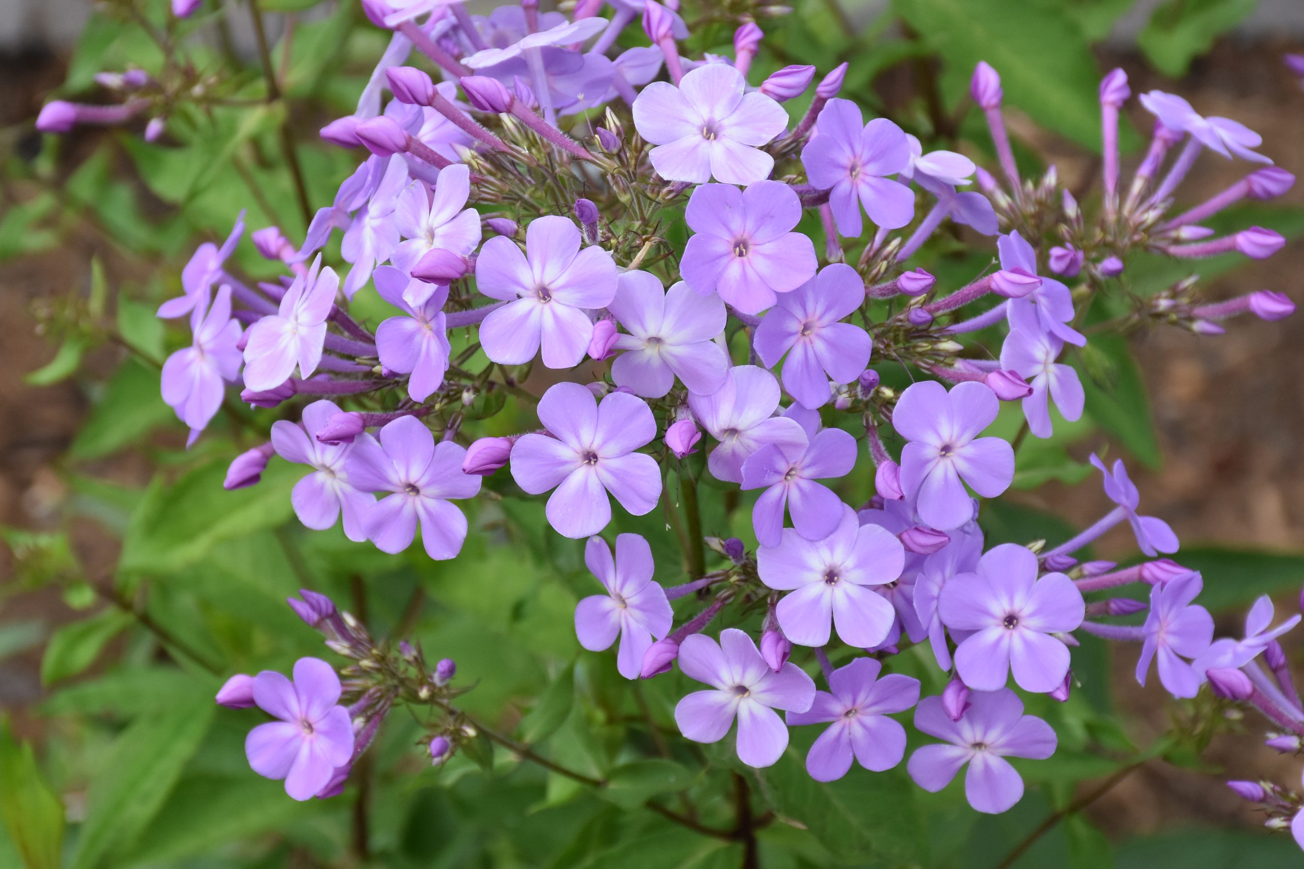 9650_phlox_paniculata_queen_paola_XS_004-1.jpg