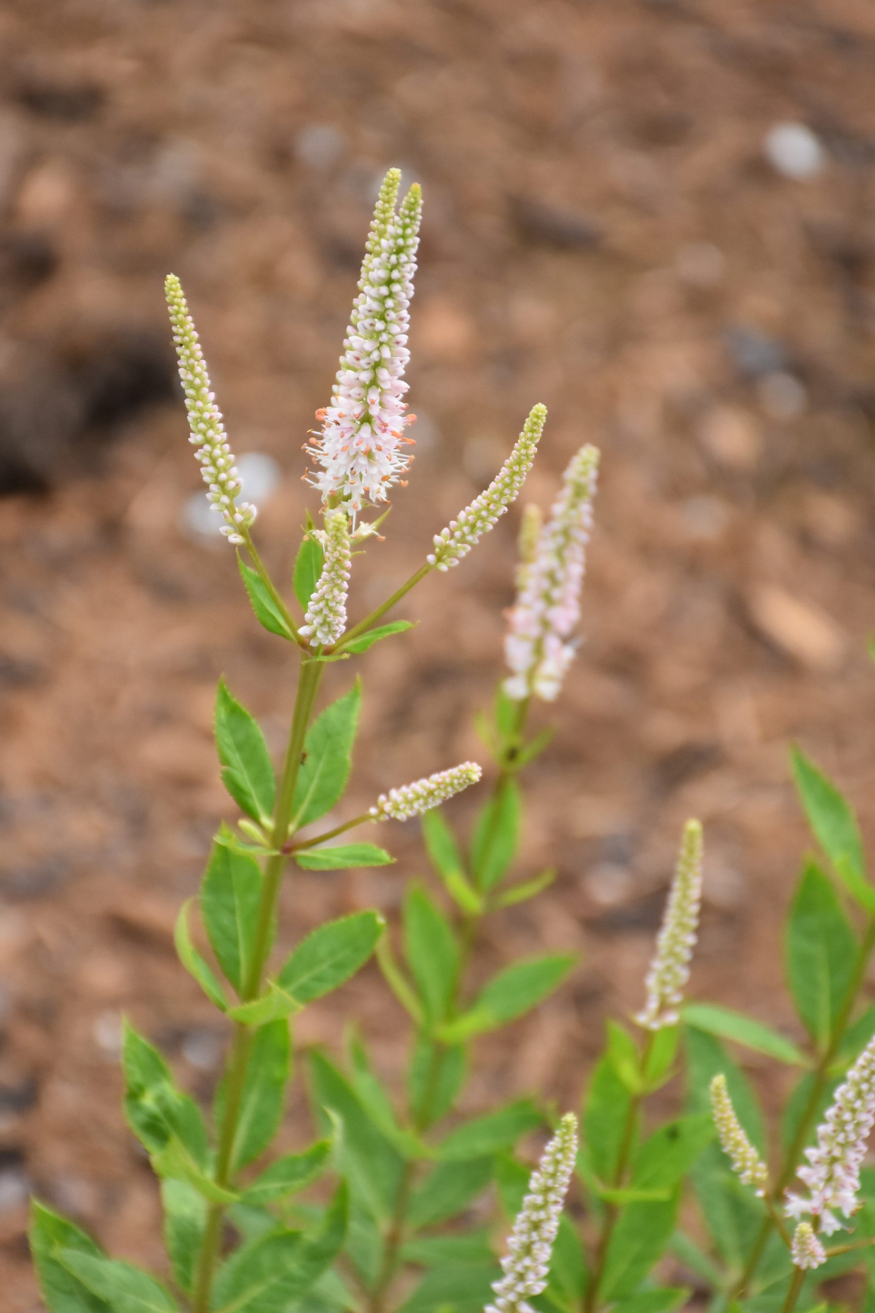9660_veronicastrum_virginicum_challenger_XS_002-1.jpg