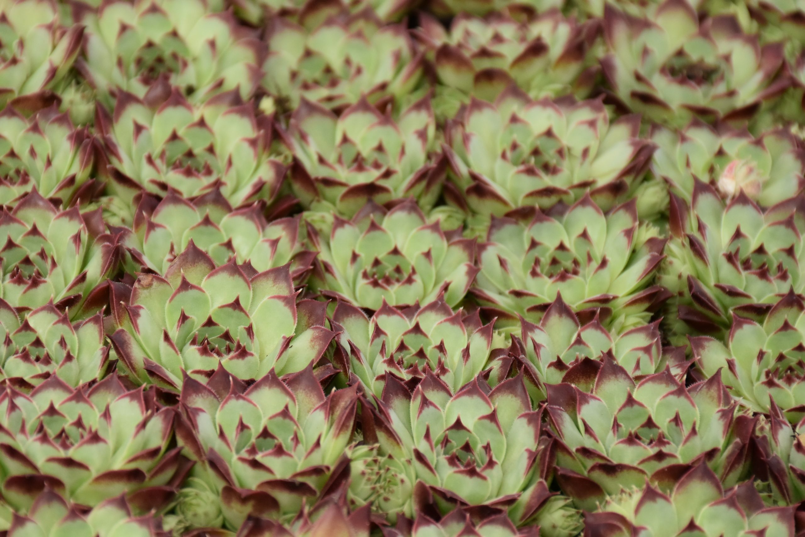 9671_sempervivum_cultorum_taurus_XS_005-1.jpg