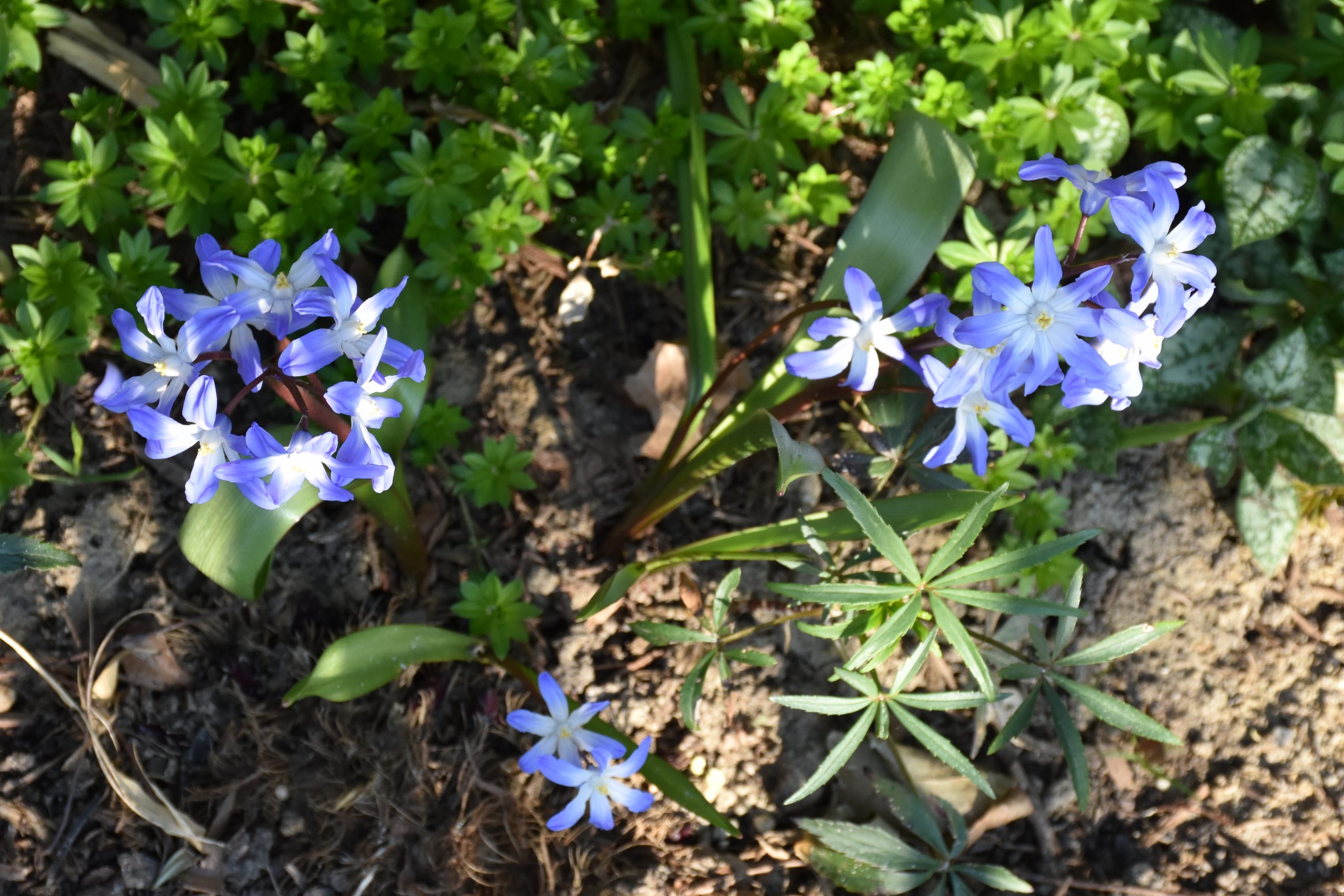 9697_chionodoxa_forbesii_blue_giant_XS_001.jpg