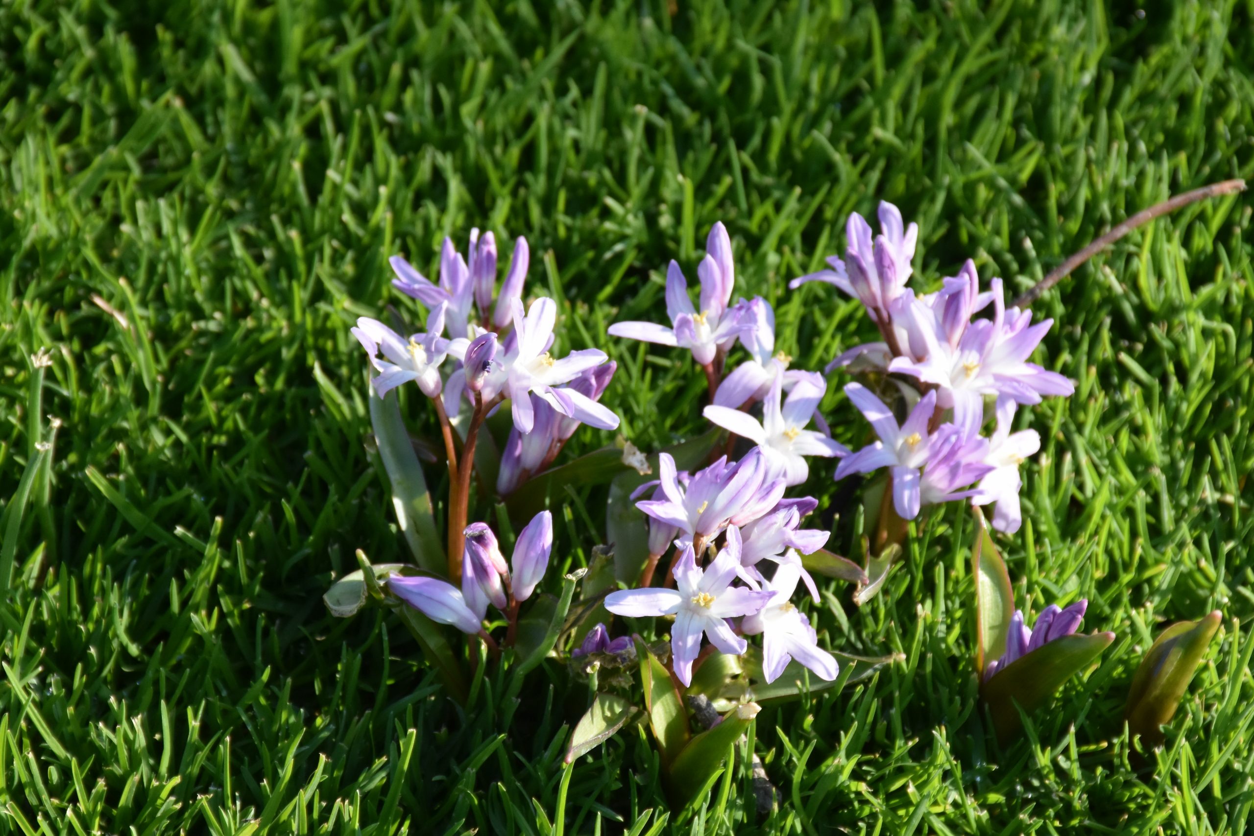 9698_chionodoxa_forbesii_pink_giant_XS_003.jpg