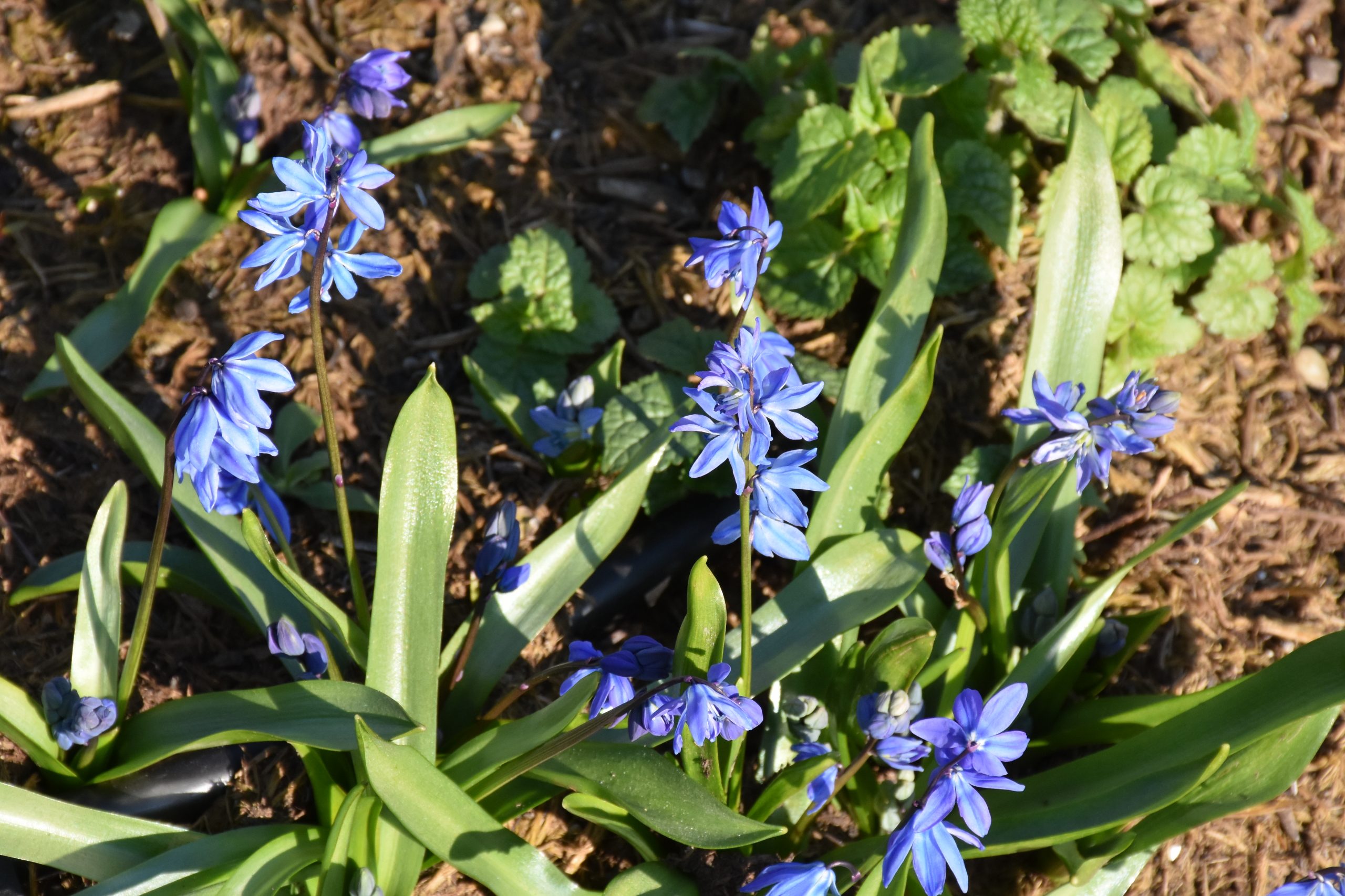 9702_scilla_siberica_XS_005-1.jpg