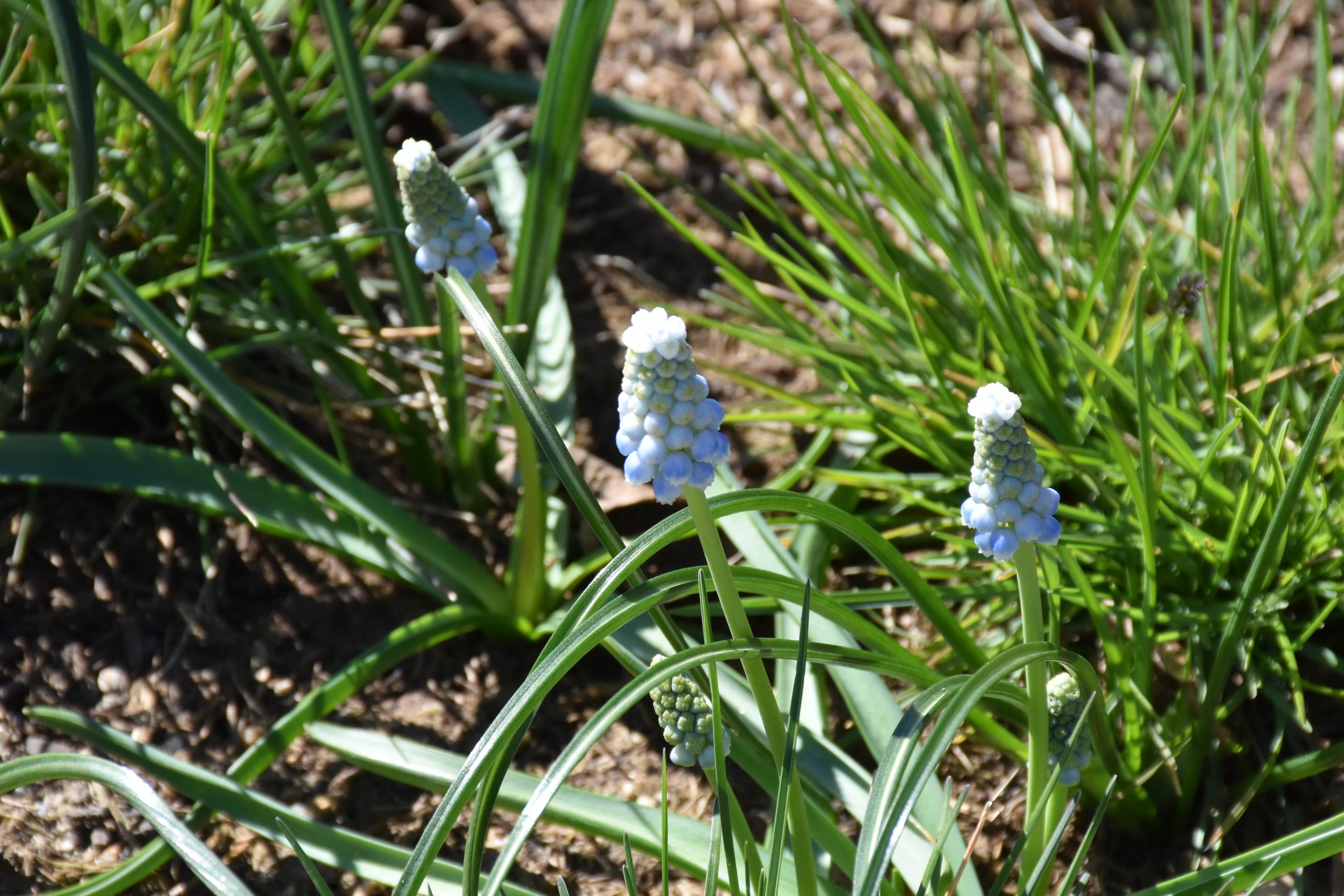 9708_muscari_armeniacum_peppermint_XS_001.jpg