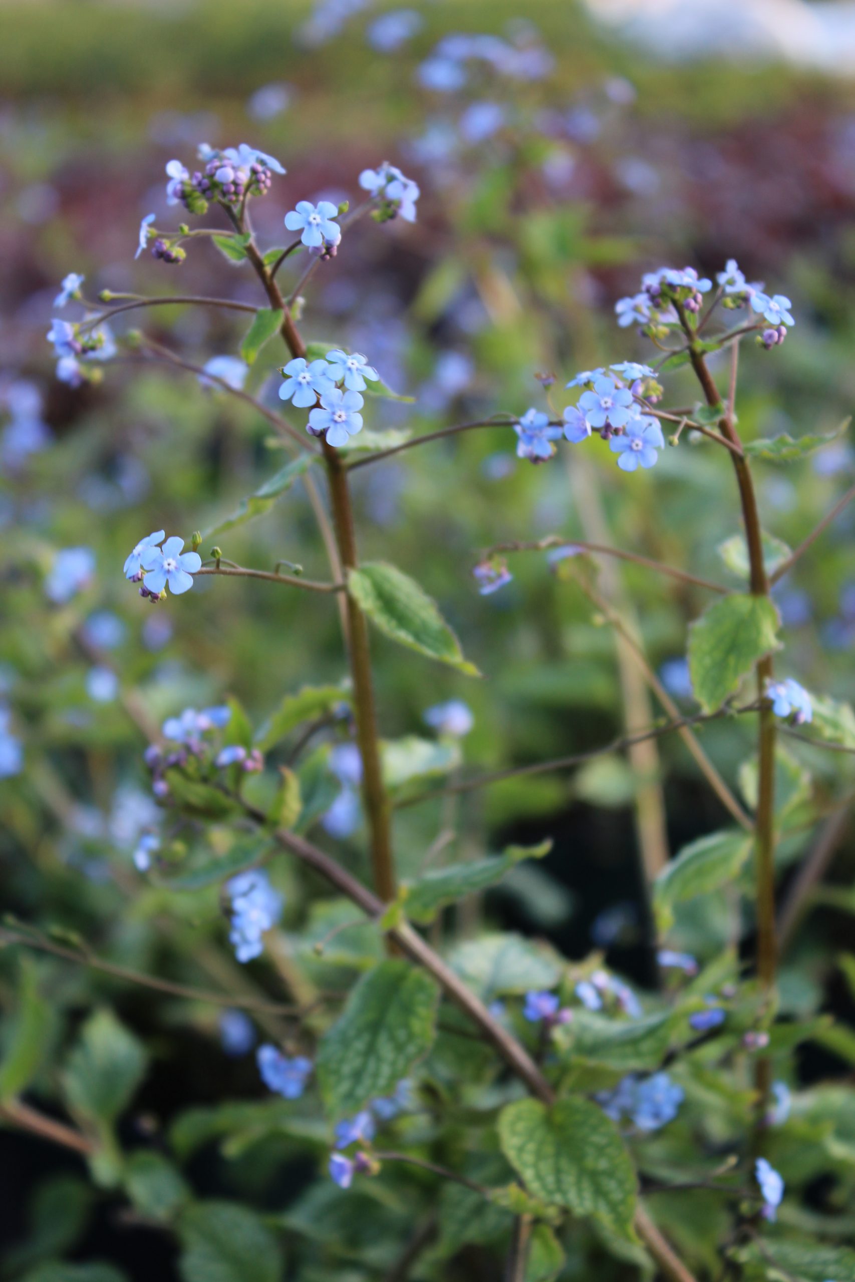 970_brunnera_macrophylla_alexanders_great_SS_002.jpeg