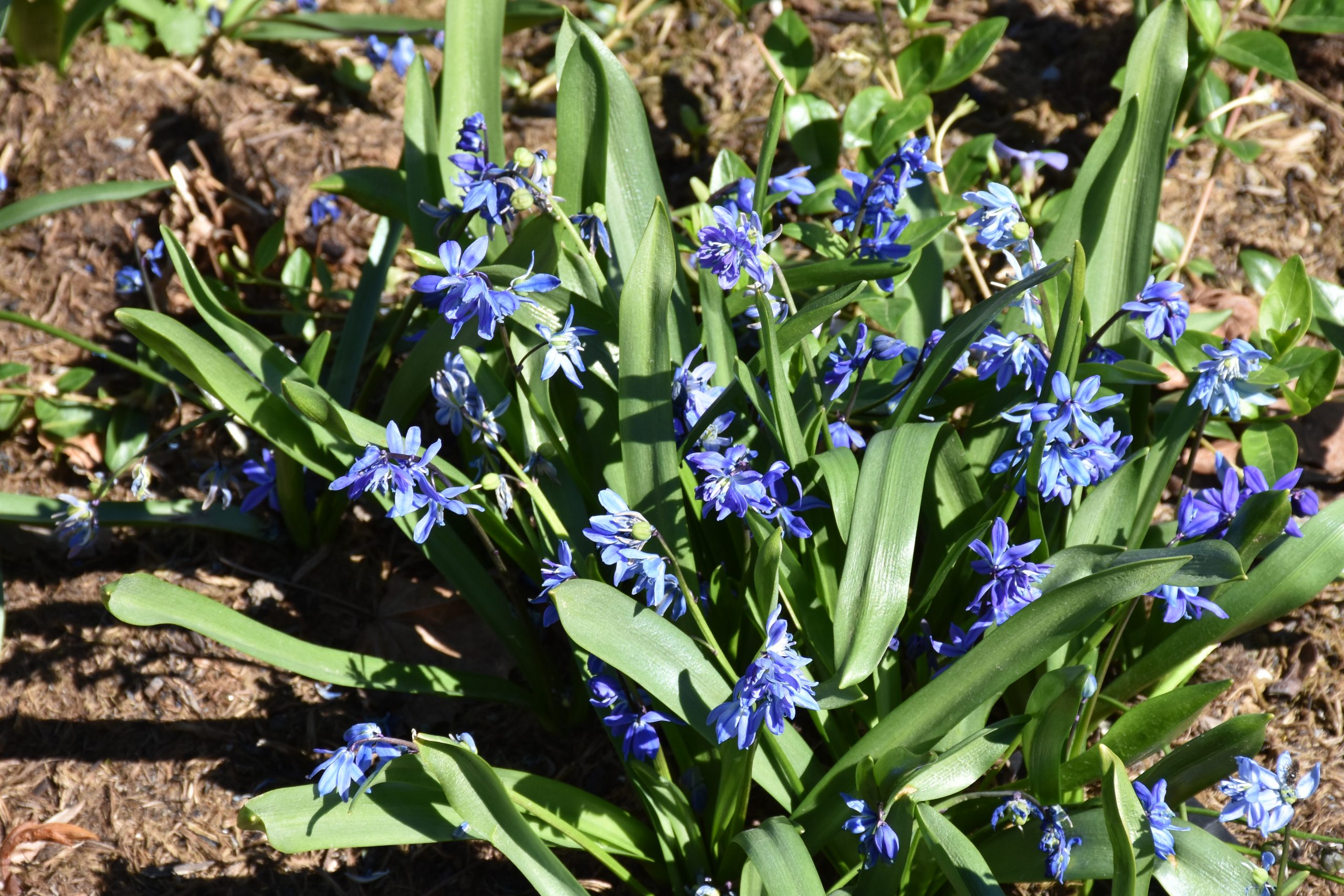 9717_scilla_siberica_XS_006-1.jpg