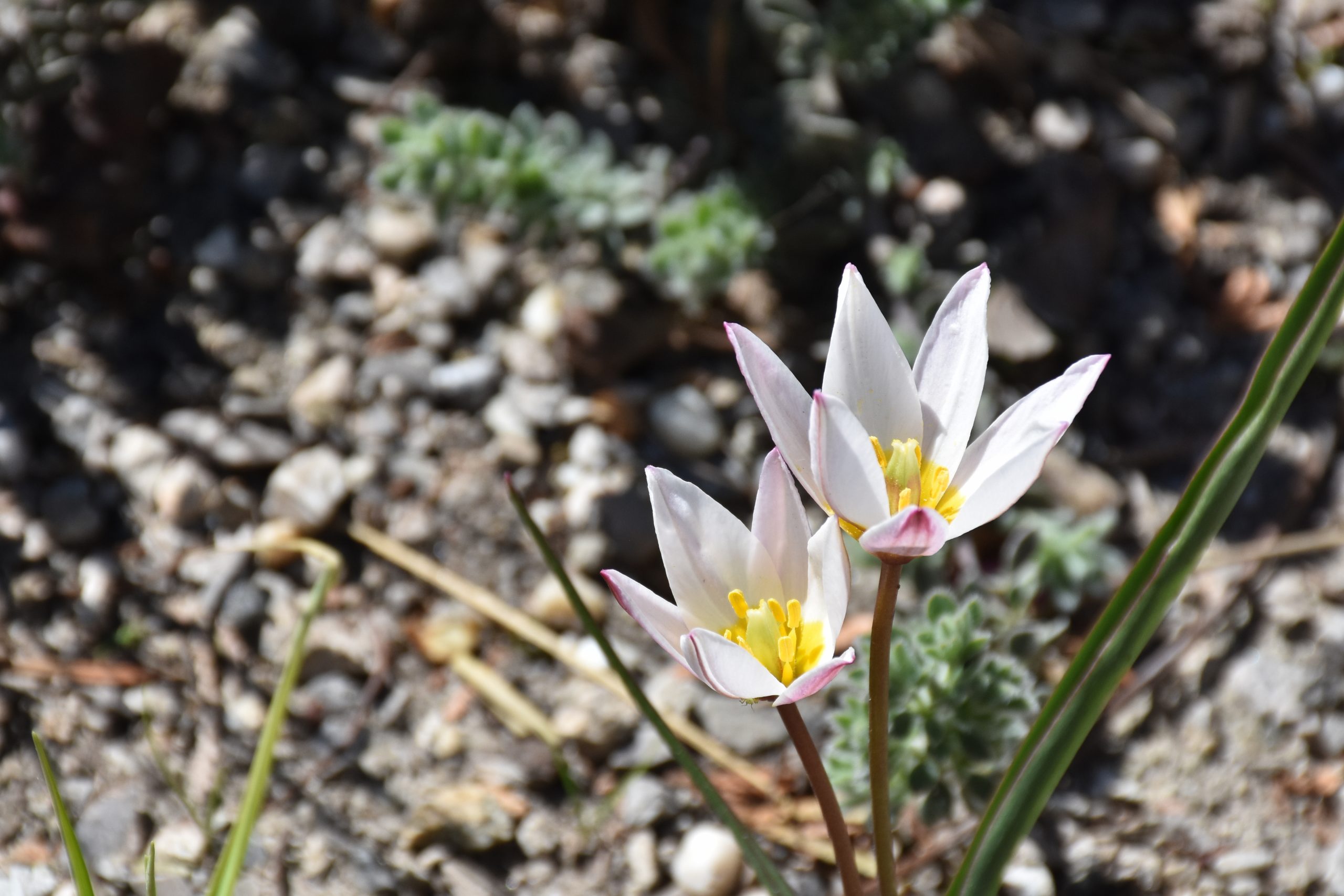 9718_tulipa_cretica_hilde_XS_001.jpg