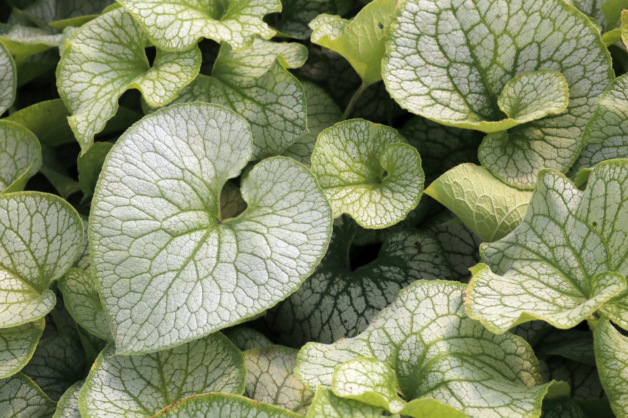 971_brunnera_macrophylla_alexanders_great_XS_003.jpeg