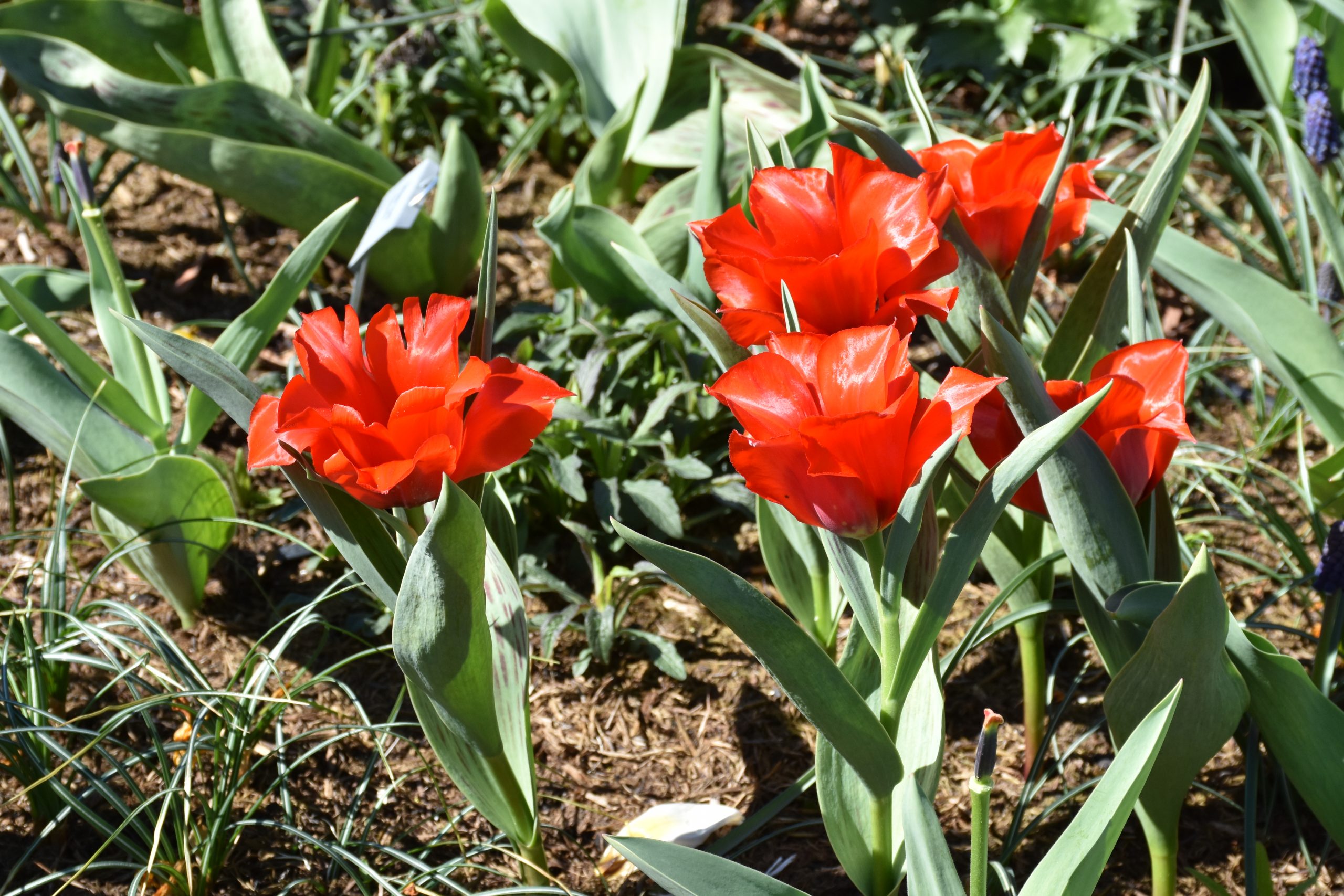 9720_tulipa_greigii_red_reflection_XS_002.jpg