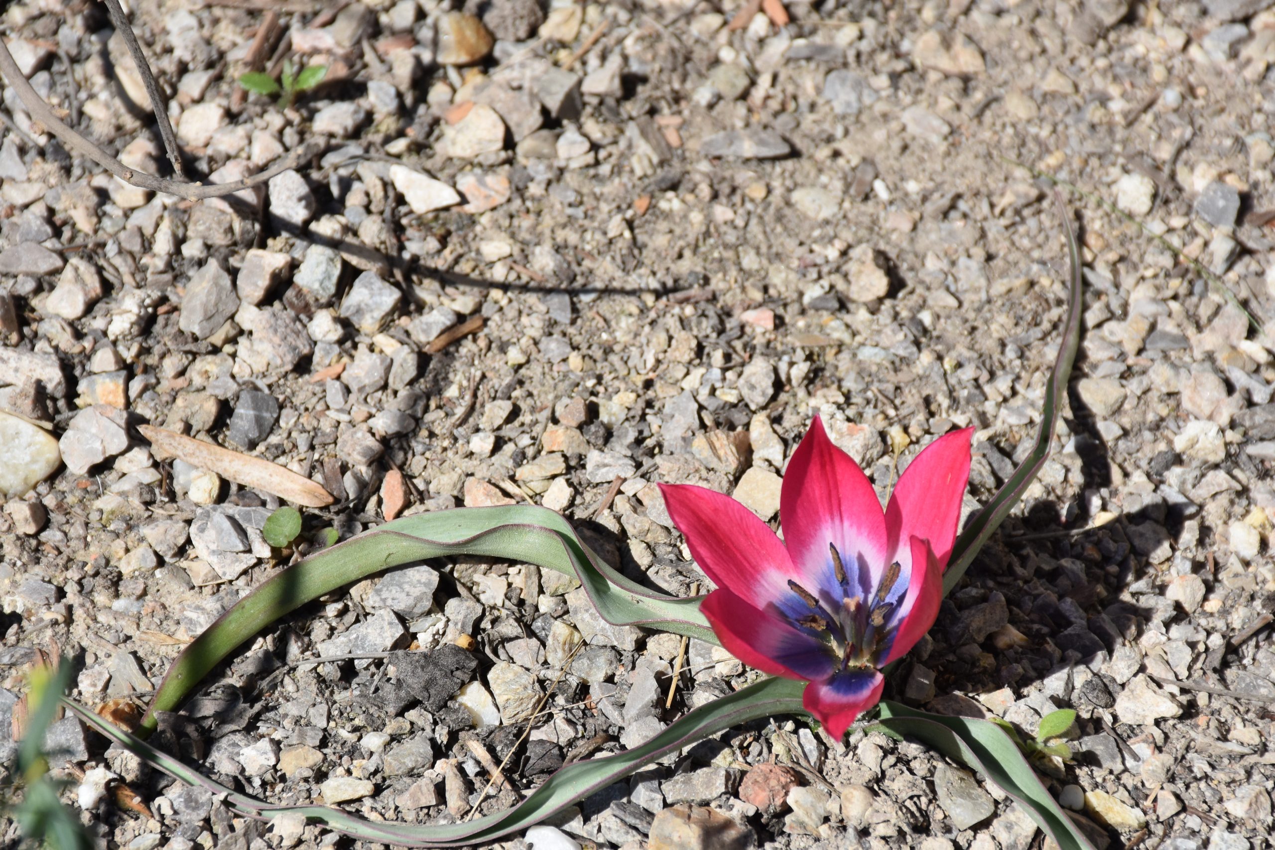 9724_tulipa_cultorum_little_beauty_XS_002.jpg