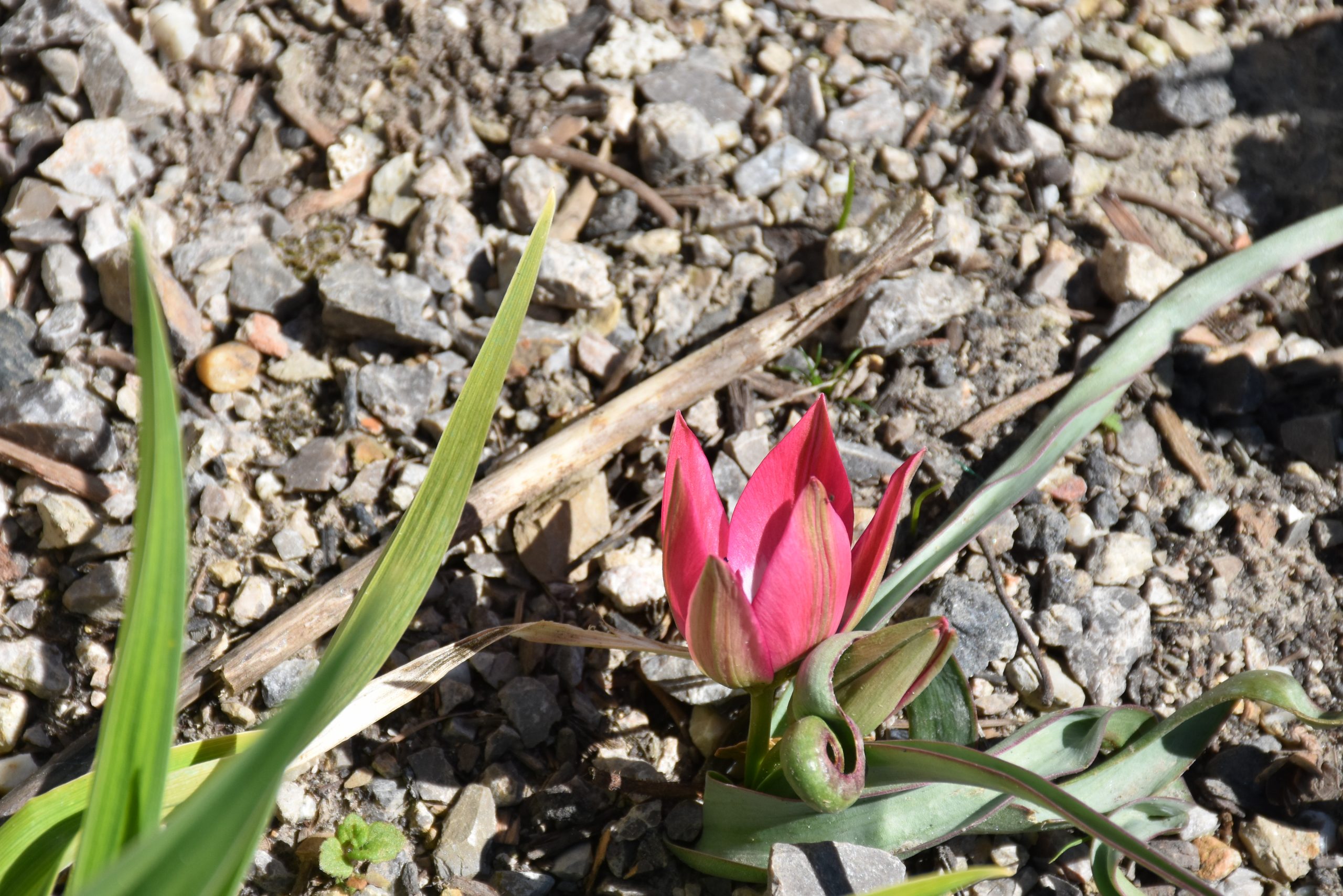 9725_tulipa_cultorum_little_beauty_XS_003.jpg