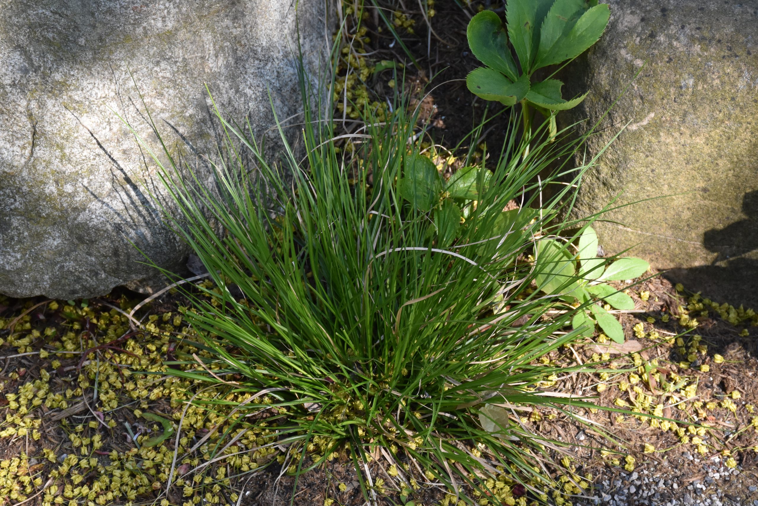 9729_carex_cultorum_kyoto_XS_003.jpg