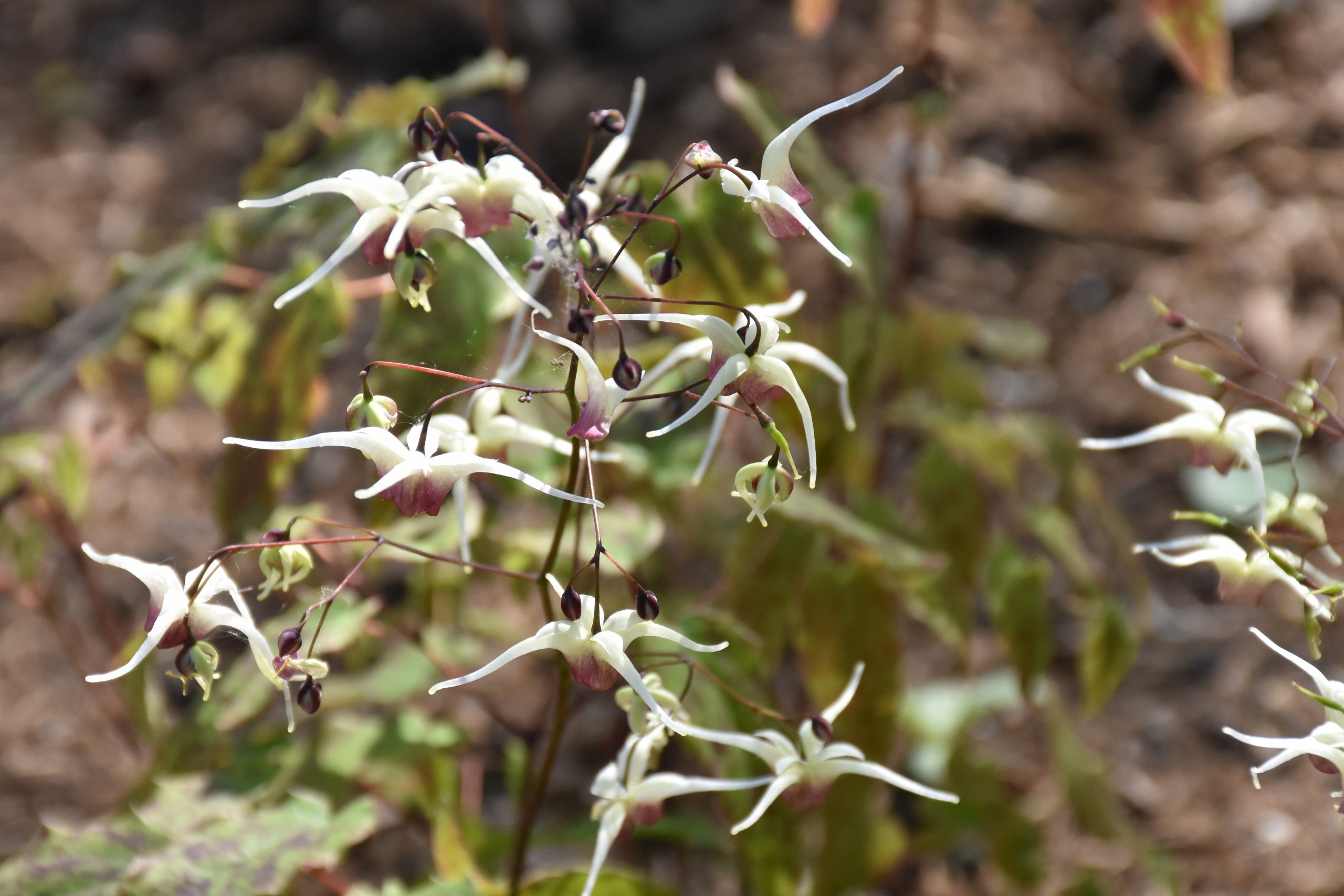 9731_epimedium_cultorum_domino_XS_011.jpg