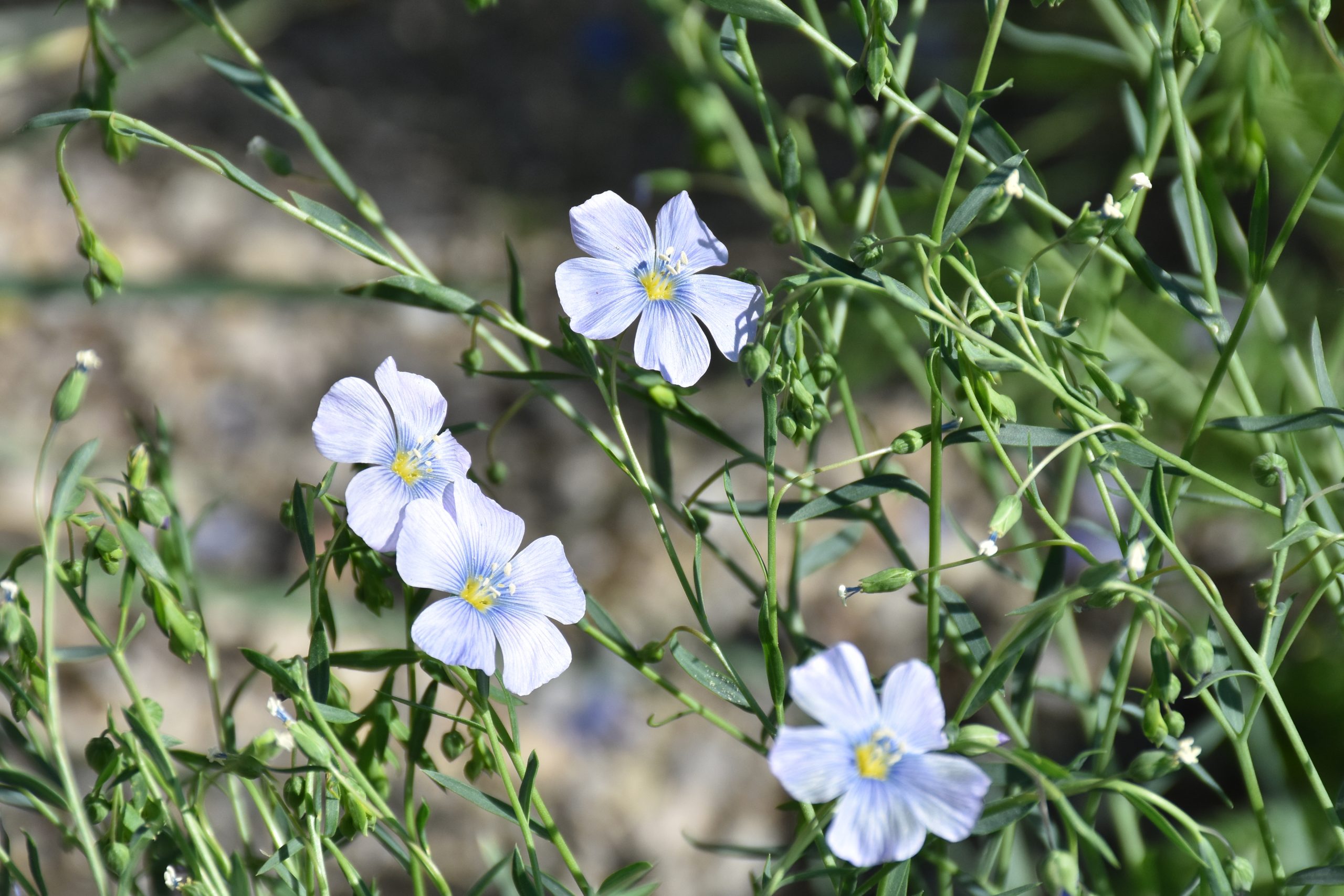 9739_linum_austriacum_XS_006.jpg