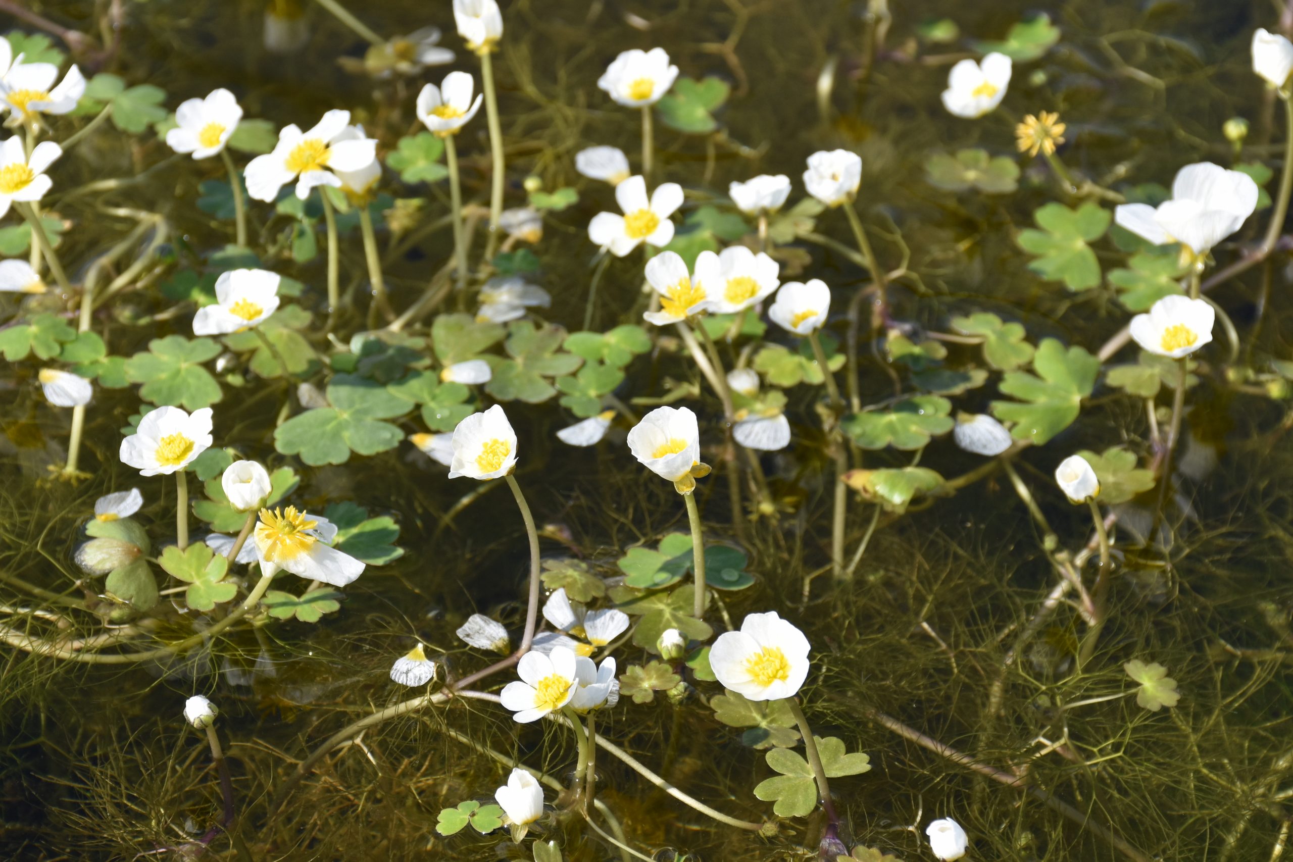 9741_ranunculus_aquatilis_XS_004.jpg