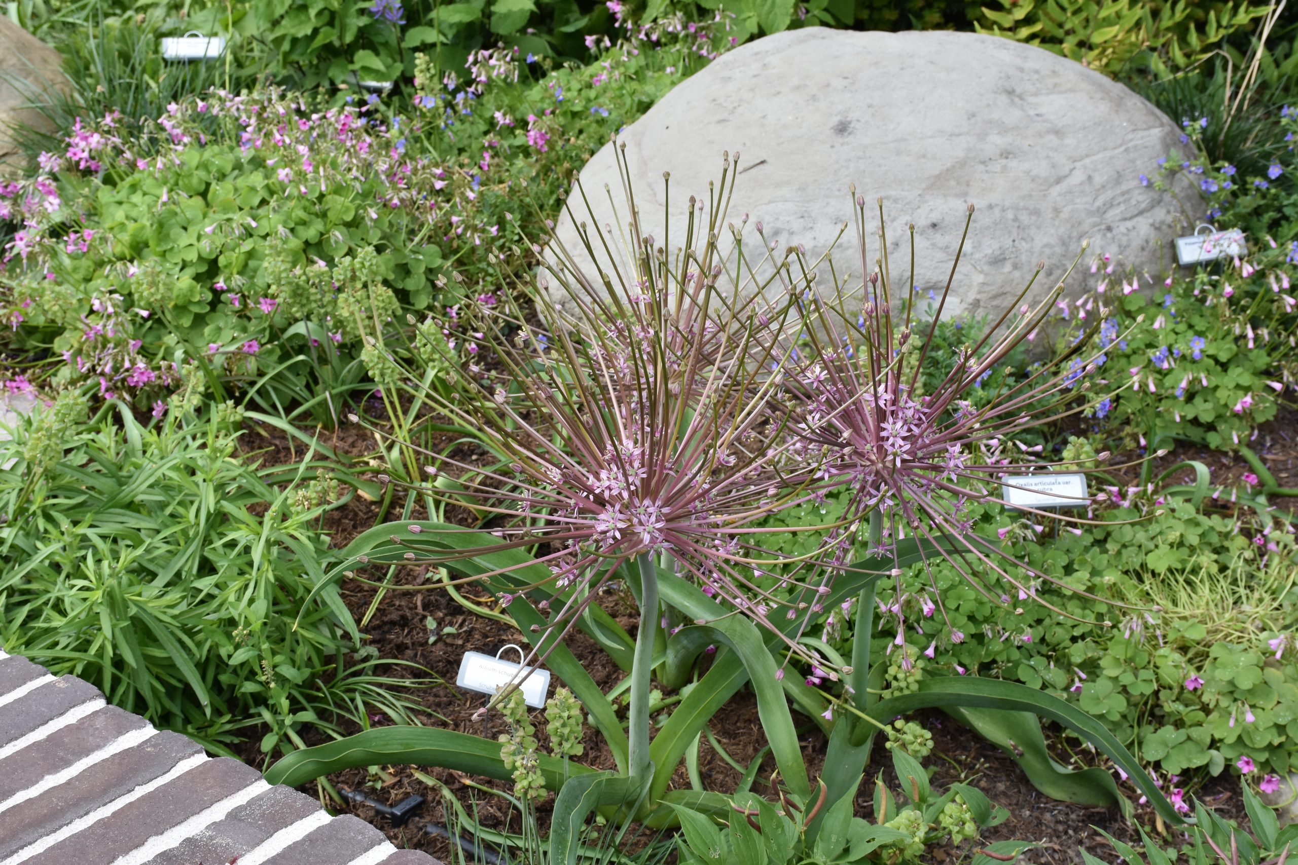 9747_allium_schubertii_XS_004.jpg