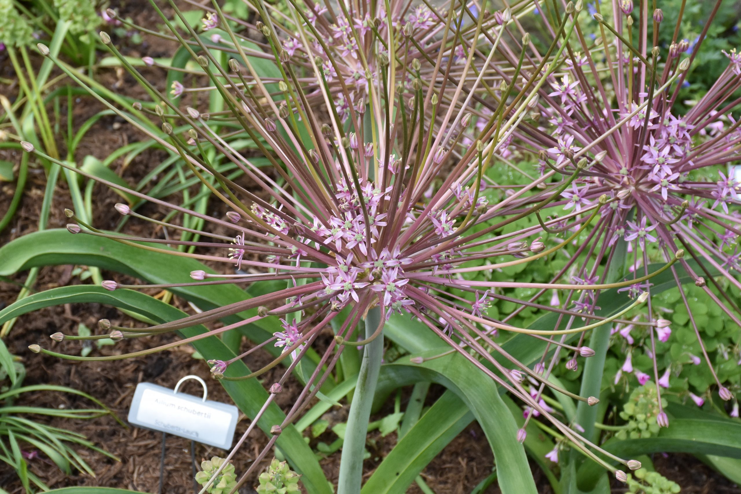 9748_allium_schubertii_XS_005.jpg