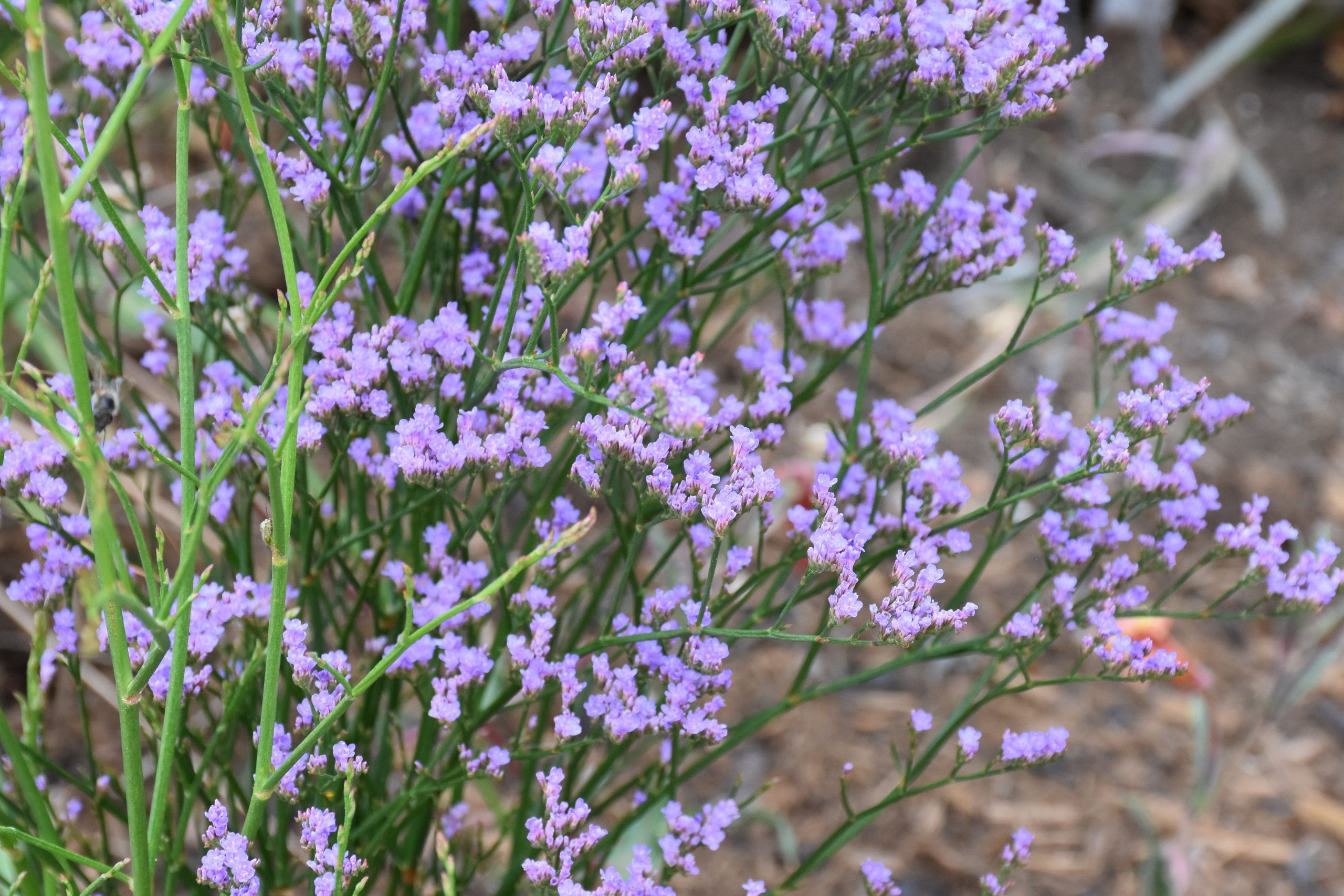 9773_limonium_gmelinii_dazzle_rocks_XS_006.jpg